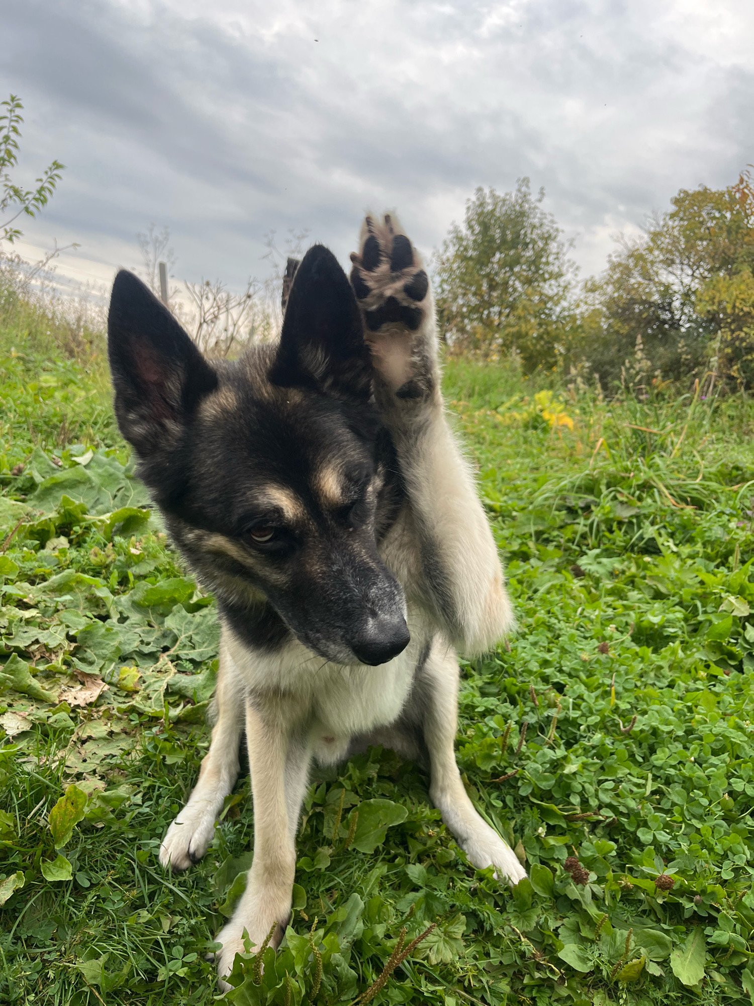 A medium-sized dog with black and tan fur sits in a grassy field, looking towards the camera with its right paw raised in a wave-like gesture. The dog's ears are pointed, and its expression is alert. The background consists of green grass, some larger leafy plants, and trees in the distance. The sky is overcast with clouds. The scene is outdoors, likely in a park or natural area. There is no indication of the specific location within Nizhny Tagil, Russia.