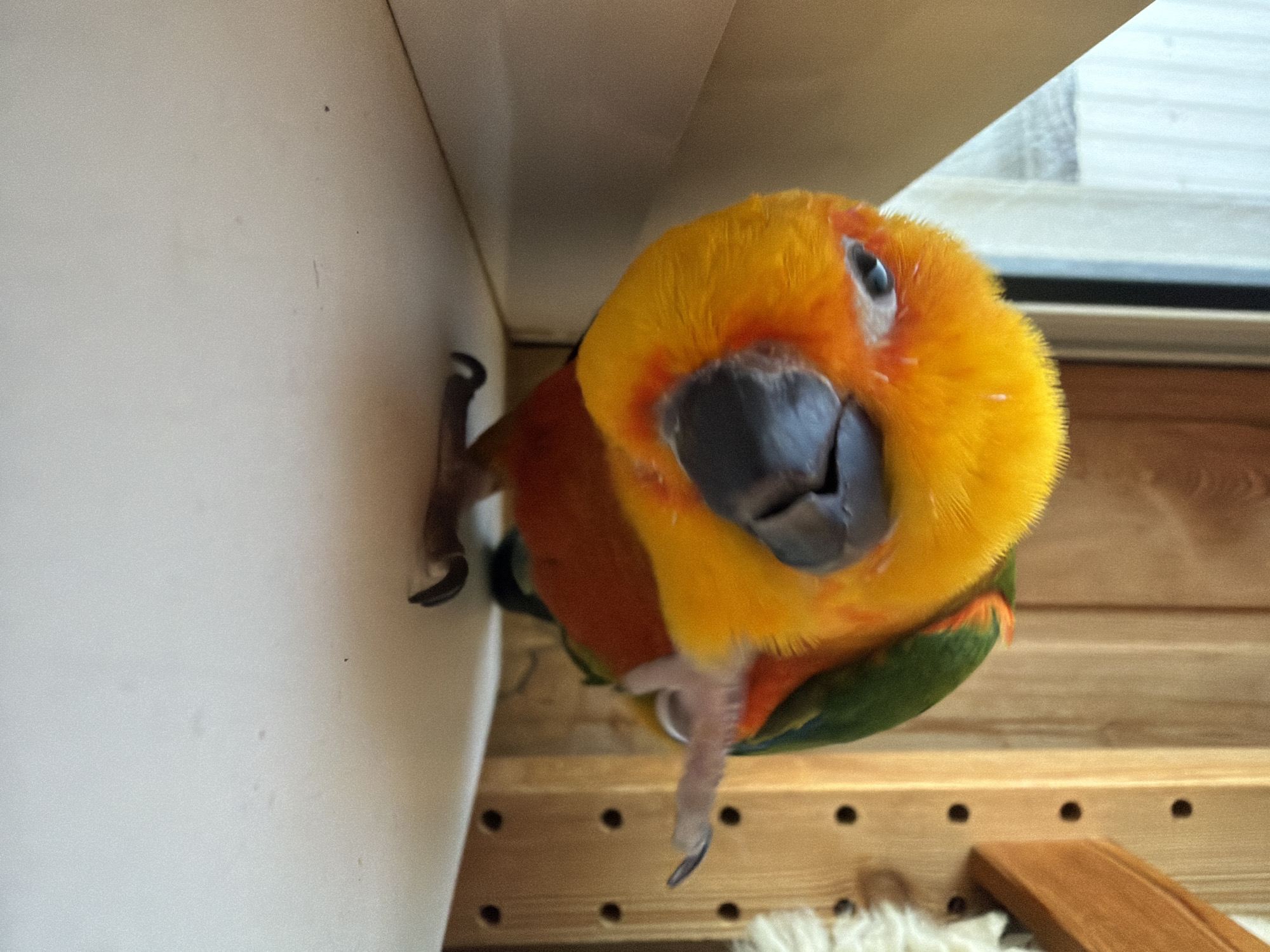 An indoor, close-up photograph captures a single Sun Conure parrot (Aratinga solstitialis) positioned on a light-colored flat surface. The bird's head, chest, and upper back are primarily bright yellow, transitioning to orange patches around its eyes and on its cheeks, and a reddish-orange on its belly. Its wings are green. The beak is dark gray. The bird faces the viewer, with its head tilted to its left (viewer's right), and its right eye is visible. Its left foot (viewer's right) is lifted and extended backward, revealing its claws, while its right foot remains on the surface. Tiny white pin feathers are visible on its yellow head.
The bird is situated in a corner. To its left (viewer's right), a light beige, angled wall or surface recedes into the background. To its right (viewer's left), a vertical wooden wall with a pattern of dark, circular holes is present. A wooden beam or shelf edge is partially visible in the upper right background, next to a fluffy, off-white object. In the upper left background, a window is visible, covered by light-colored curtains, with a dark vertical window frame segment. The scene is brightly illuminated, likely by natural light from the window. The light-colored surface beneath the bird shows minor specks or marks. No people are present. The location is in the city of Unknown, Unknown.
