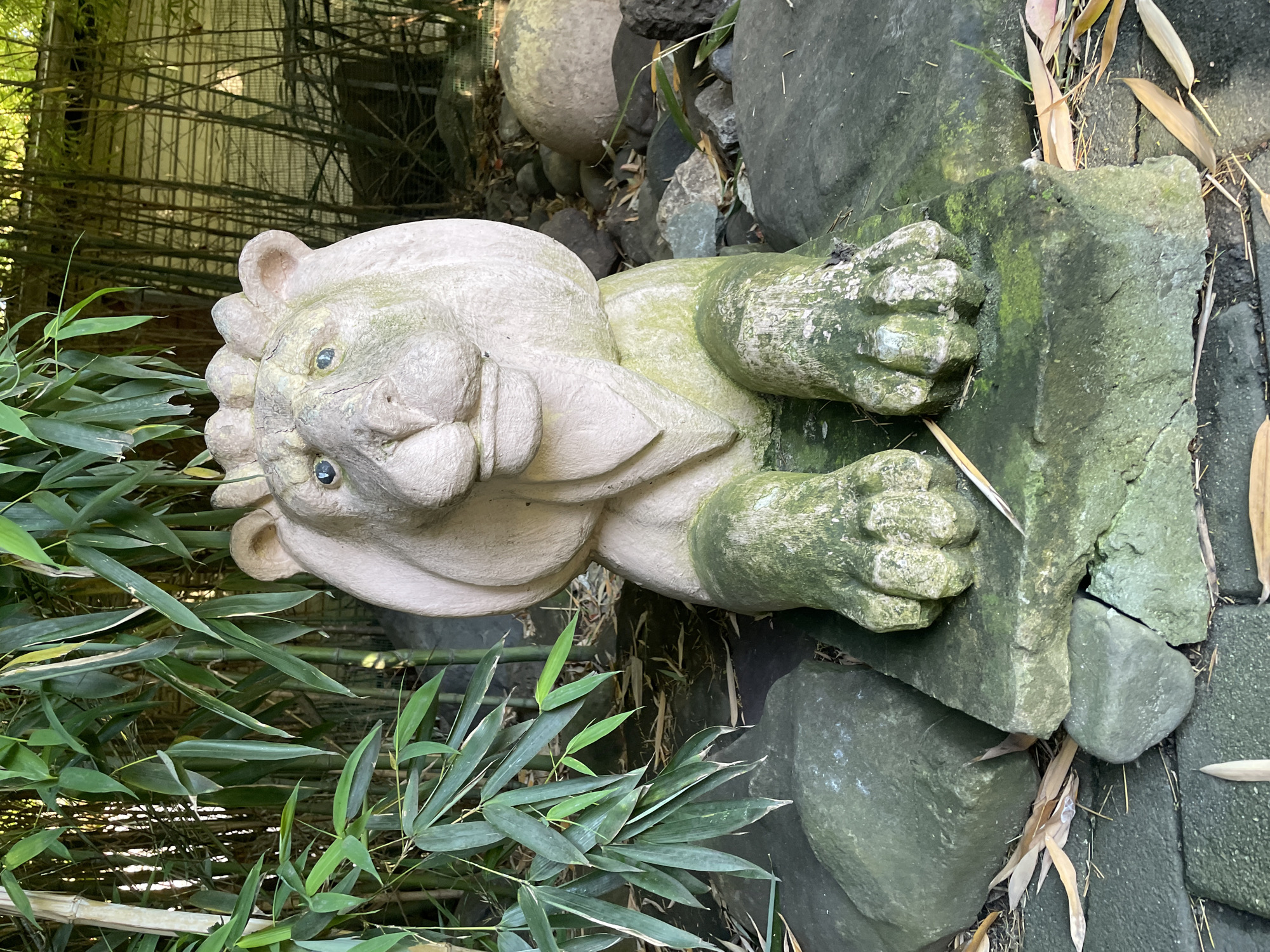 The image features a weathered stone statue of a mythological lion or "foo dog" situated outdoors in a natural, garden-like setting. The statue is primarily light gray or beige, but its surface, especially the paws, chest, and parts of the face, is significantly covered with patches of bright green moss, indicating age and exposure to the elements. The creature has stylized features, including rounded, shell-like details forming its mane, and small, dark, possibly blue eyes. Its large, clawed paws rest on a rough-hewn stone base, which is also heavily overgrown with moss.
The statue is nestled amidst dense, vibrant green bamboo plants, whose slender stalks and narrow leaves fill the left and background of the frame. Various natural rocks and stones, some smooth and rounded, others jagged and also covered in moss, are scattered around the base of the statue, blending into the natural environment. The ground consists of soil, small stones, and some dried leaves.
The scene is illuminated by bright, clear daylight, suggesting a sunny day with no apparent adverse weather conditions. The statue appears static, and no activity or event is taking place. There are no people visible, nor is there any discernible text within the image. The presence of the statue and bamboo implies a deliberately designed landscape, typical of a garden or park in Sochi, Russia.