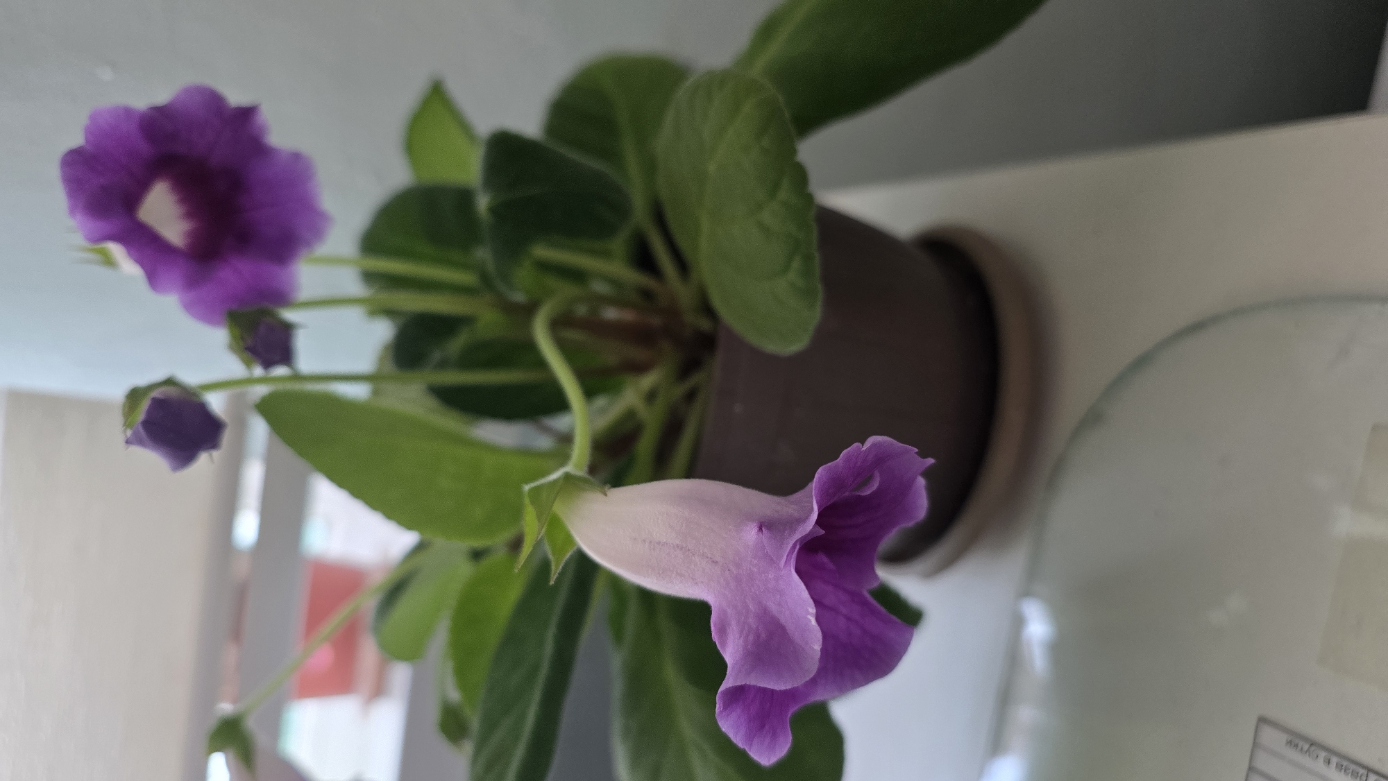 The image shows a potted plant with purple and pink bell-shaped flowers and green leaves. The plant is in a brown pot, which sits on a white surface. In the background, a light blue wall is visible, and to the left, a blurred pink object can be seen. There are no people in the image. The scene appears to be indoors, possibly on a windowsill or shelf. The image is a close-up of the plant, with the flowers being the main focus. The location is not discernible from the image itself.