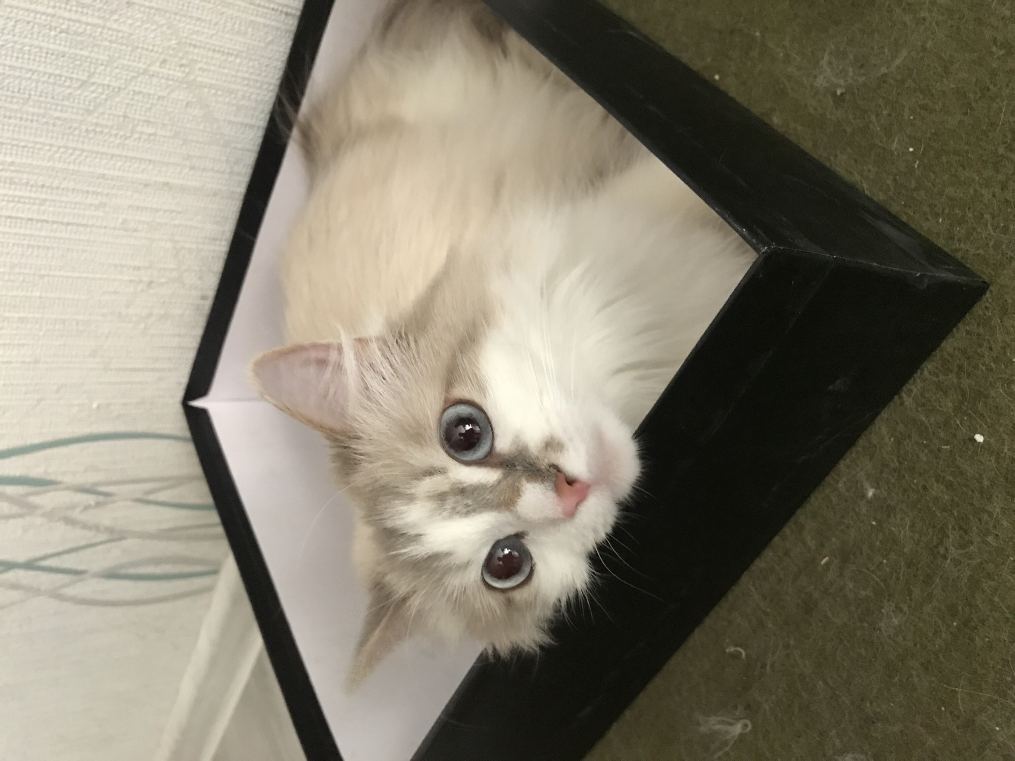 A cat is inside a black box. The cat has light colored fur and blue eyes. The box is sitting on an olive green surface. The location is Unknown, Unknown.