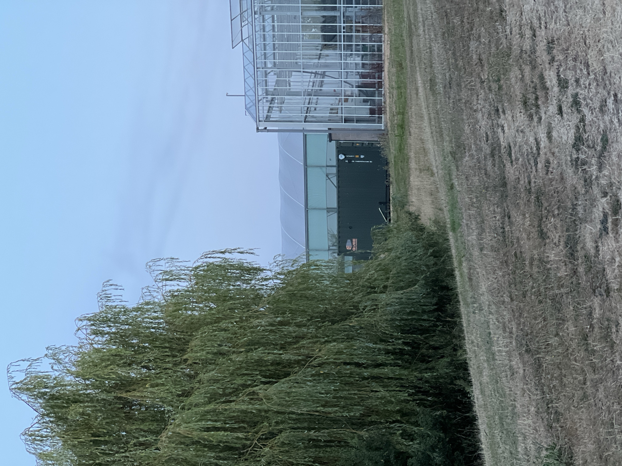 The image depicts an outdoor scene on a slightly overcast day, likely in the early morning or late evening, given the muted lighting. In the foreground, a dry, grassy hillside slopes upwards from a path towards the left. A large, weeping willow tree with dense, green foliage dominates the left side of the frame, its branches drooping towards the ground.
Behind the willow tree and further up the hillside, there are several structures. To the right, a modern glass greenhouse with a white metal frame is visible. To the left of the greenhouse, a dark green shipping container is situated. Further in the background, another large, curved structure, possibly a polytunnel or another type of greenhouse, is visible. The overall environment suggests an agricultural or horticultural research facility, or perhaps a botanical garden.
The image does not contain any people, and no actions or interactions are depicted. The scene is static and focuses on the natural and built environment.
While the image is detailed, the specific location in Guildford, United Kingdom cannot be determined from the visual information alone.