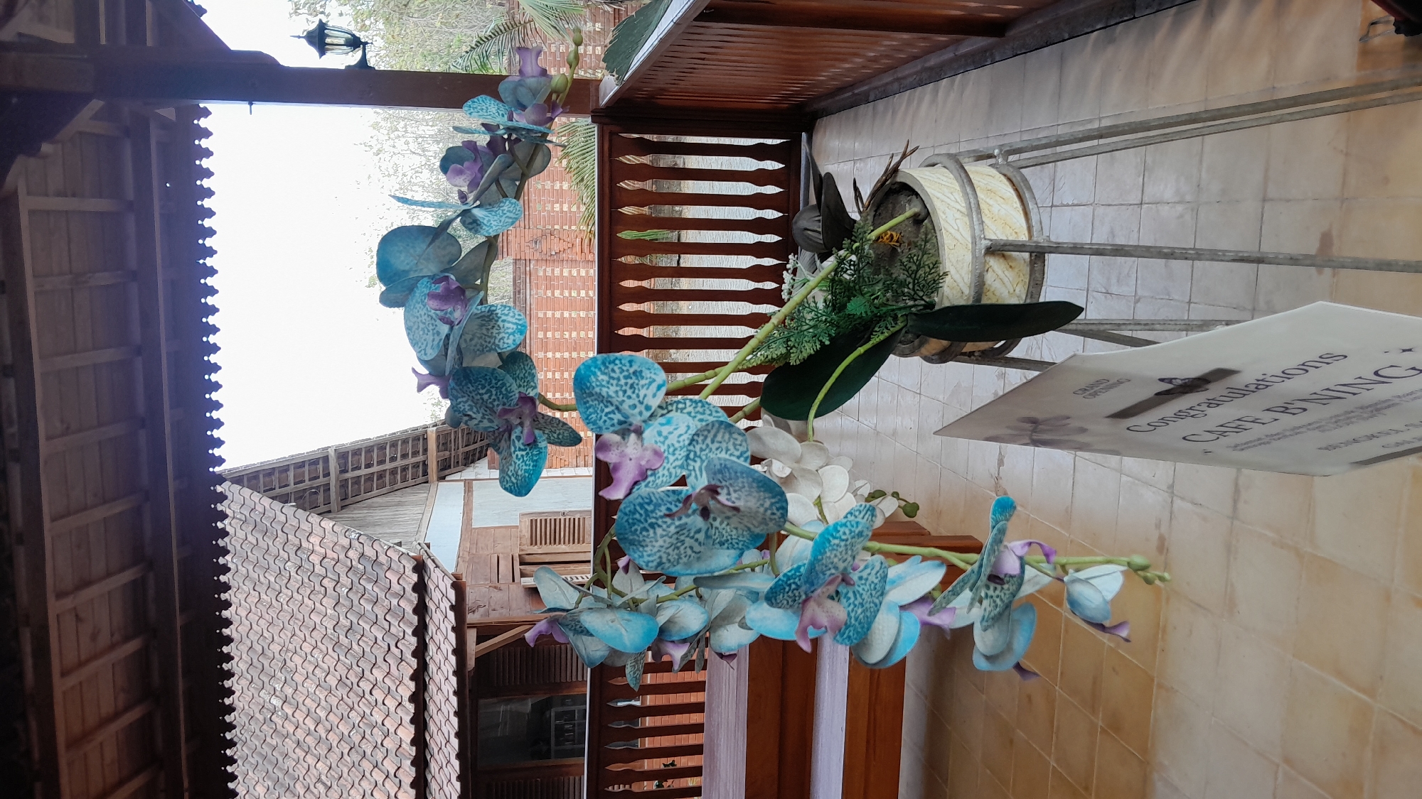 An artificial orchid plant with blue and purple flowers and green leaves is displayed on a metal stand. A sign with "Congratulations CAFE B'NING GRAND OPENING" is in front of the plant. In the background, there is a building with a tiled roof and wooden railings. The scene appears to be an outdoor patio or porch of a cafe in Giyanti, Indonesia.