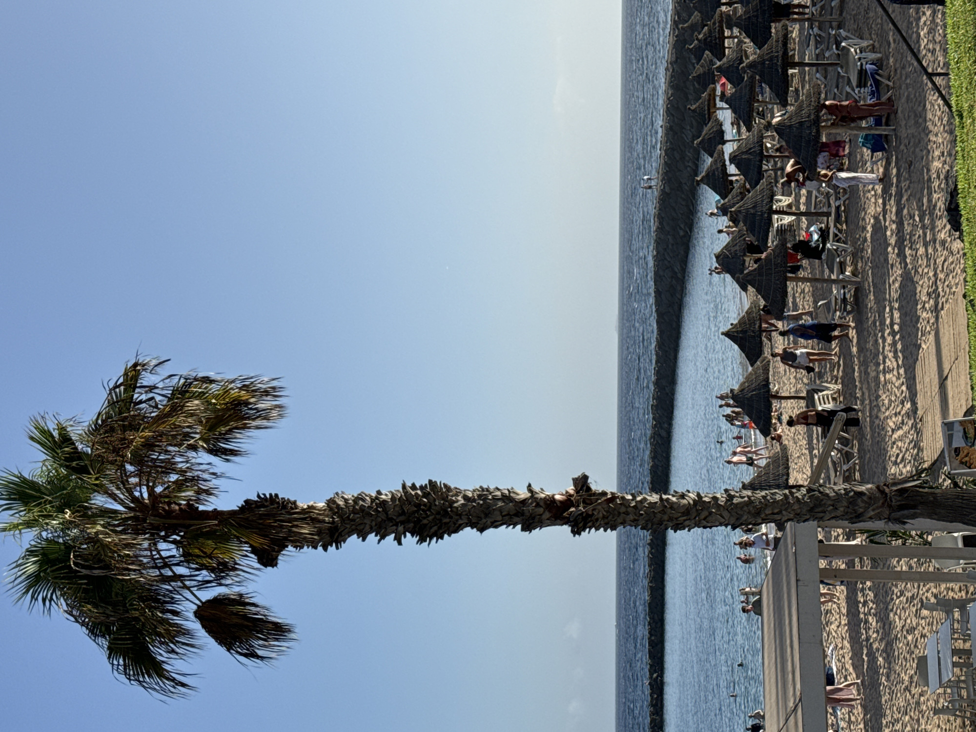 This is a vertical, medium-angle, full outdoor shot of a beach in Arona, Spain. A tall, slender palm tree with sparse fronds stands prominently in the left foreground, its trunk textured and brown. Behind the palm, a sandy beach is visible with numerous thatched umbrellas and lounge chairs set up. Several people are scattered across the beach, some walking, others relaxing under the umbrellas or near the water. The ocean is a deep blue, with a long, dark breakwater wall extending across the middle ground. The sky above is clear and a pale blue. The water appears calm, with small waves lapping at the shore. In the distance, along the breakwater, two figures are standing. The overall scene depicts a sunny, leisurely day at a popular beach resort.