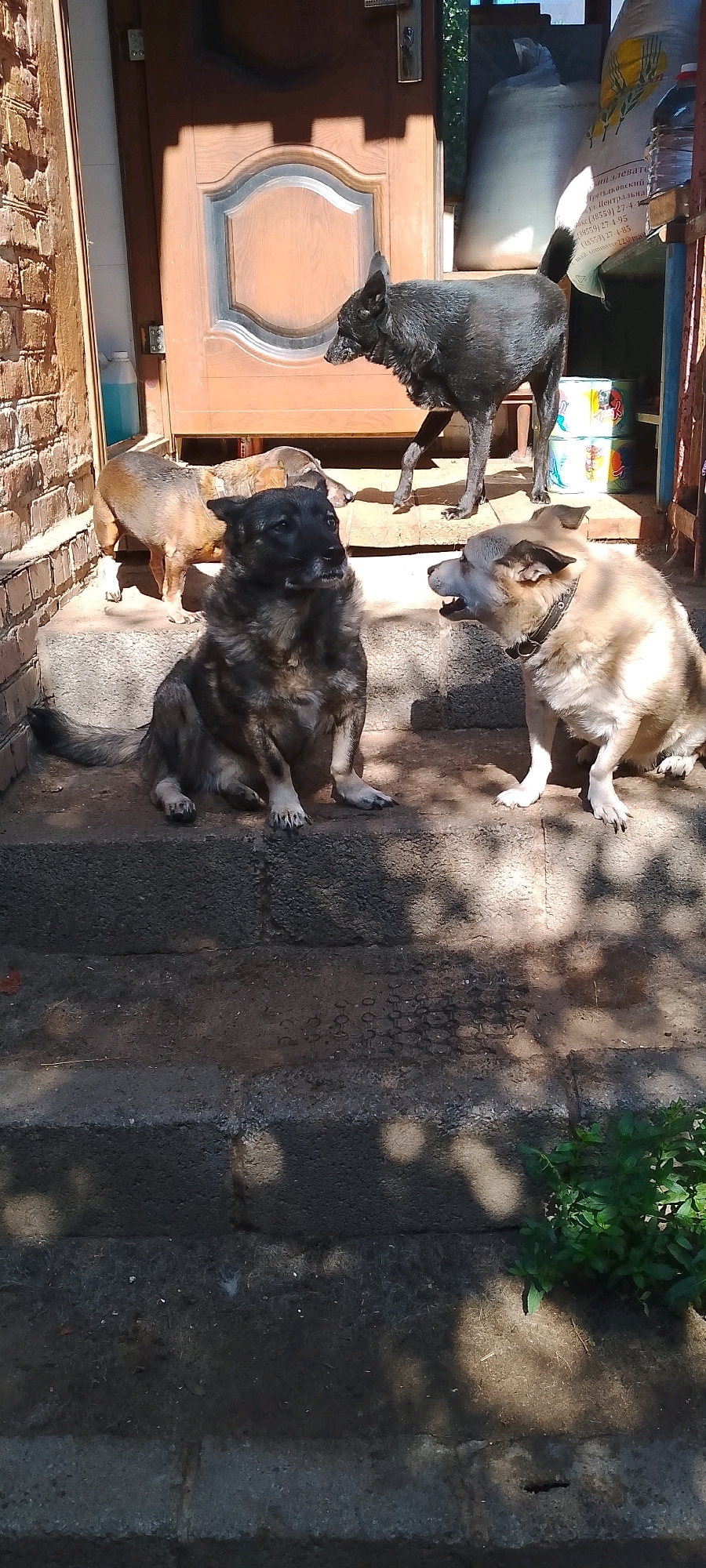 The image depicts a scene outdoors, in a residential area of Belgorod, Russia, with a focus on four dogs situated on concrete steps. The dogs vary in size and breed. In the foreground, a large, grey and black dog sits facing left, with its head turned towards another dog. To its right, a lighter-colored dog with a black collar sits on the steps, facing the grey and black dog, with its mouth slightly open as if interacting. Further back, a tan-colored dog stands with its head down. Behind these dogs, a black dog is visible, standing and looking away from the camera. The background shows a wooden door, a brick wall to the left, and some sacks and containers to the right. The steps and surrounding area are illuminated by sunlight, casting shadows from foliage overhead. The overall impression is a casual outdoor gathering of dogs on a sunny day.