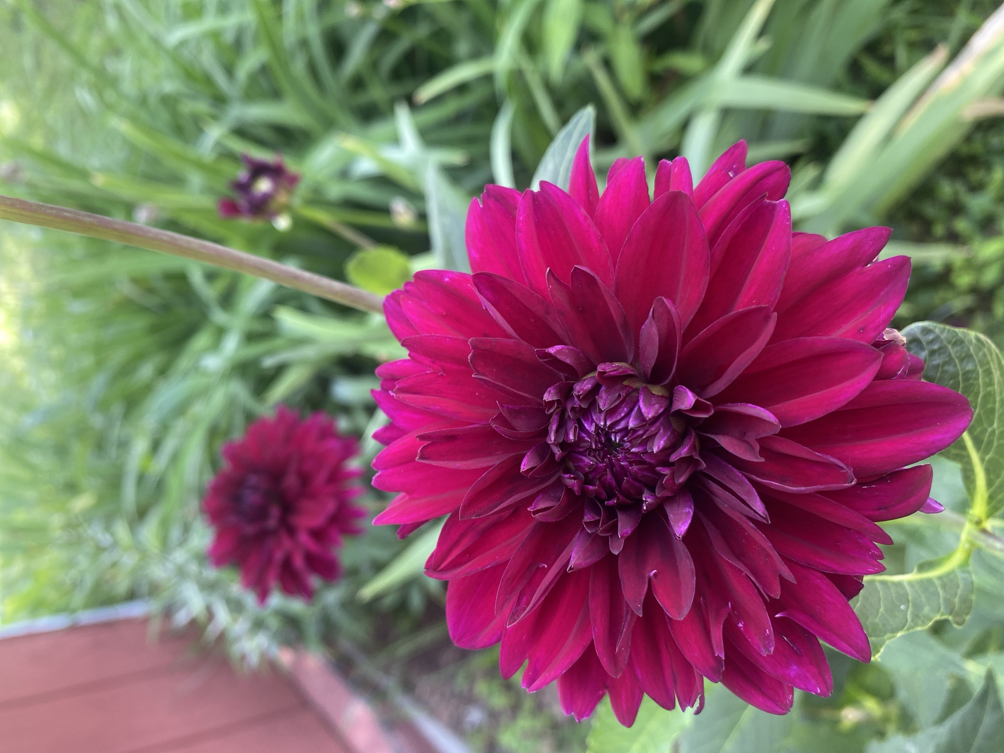 A close-up, eye-level, vertical, outdoor shot showcases a vibrant, deep pink dahlia flower in the foreground. The flower's numerous petals, layered and somewhat pointed, exhibit a rich, velvety texture and a gradient of color from a darker hue at the center to a brighter pink at the edges. The bloom is framed by lush green foliage, some of which is blurred due to the shallow depth of field. In the background, another dahlia of similar color is visible, slightly out of focus. To the left, a portion of a reddish-brown structure, possibly a building or fence, adds a contrasting color element to the scene. The overall impression is one of a blooming garden, likely during the daytime, given the natural light.