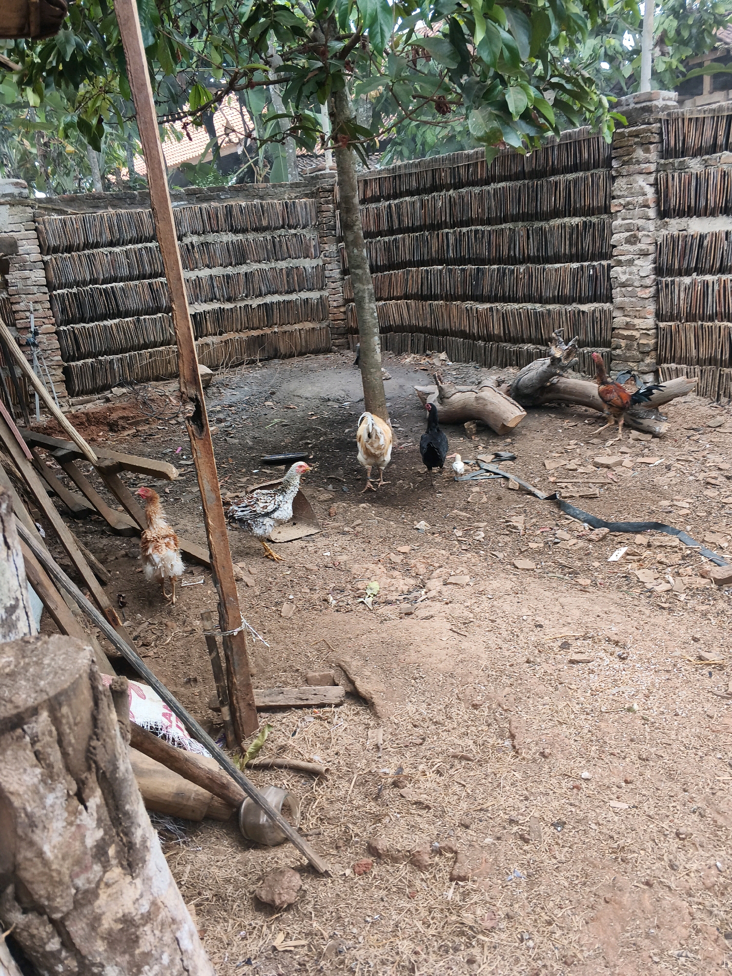 This image depicts an outdoor scene in a rural area, possibly a farm or a village, within Banyuwangi, Indonesia. The foreground is dominated by dry, dusty ground with scattered small stones and dried plant matter. To the left, a large, rough-hewn tree stump is prominent, with some wooden poles and debris leaning against it. A tall, weathered wooden post stands vertically in the center-left of the frame.
Behind the foreground elements, a densely packed wall made of stacked tiles or bricks rises, forming a backdrop that extends across the image. The tiles are dark brown and uniformly arranged in horizontal rows. A tree with green foliage grows in front of this wall, with its trunk visible in the center of the image.
Several chickens are scattered throughout the scene. In the middle ground, a white and speckled hen stands near a shovel. To its left, a light brown chicken with ruffled feathers is facing left. Further back, a black chicken stands with a small white chick beside it. A rooster with a red comb and metallic-looking feathers is perched on a fallen log in the right-center of the image, with a brown and white hen standing near it. Another hen with a red comb and white and brown feathers is in the left-center.
The environment appears somewhat unkempt, suggesting a functional rather than aesthetic space. The presence of logs, wood debris, and agricultural materials like the stacked tiles implies it is a working area. The overall atmosphere is one of a humble, rural setting in the Indonesian countryside.