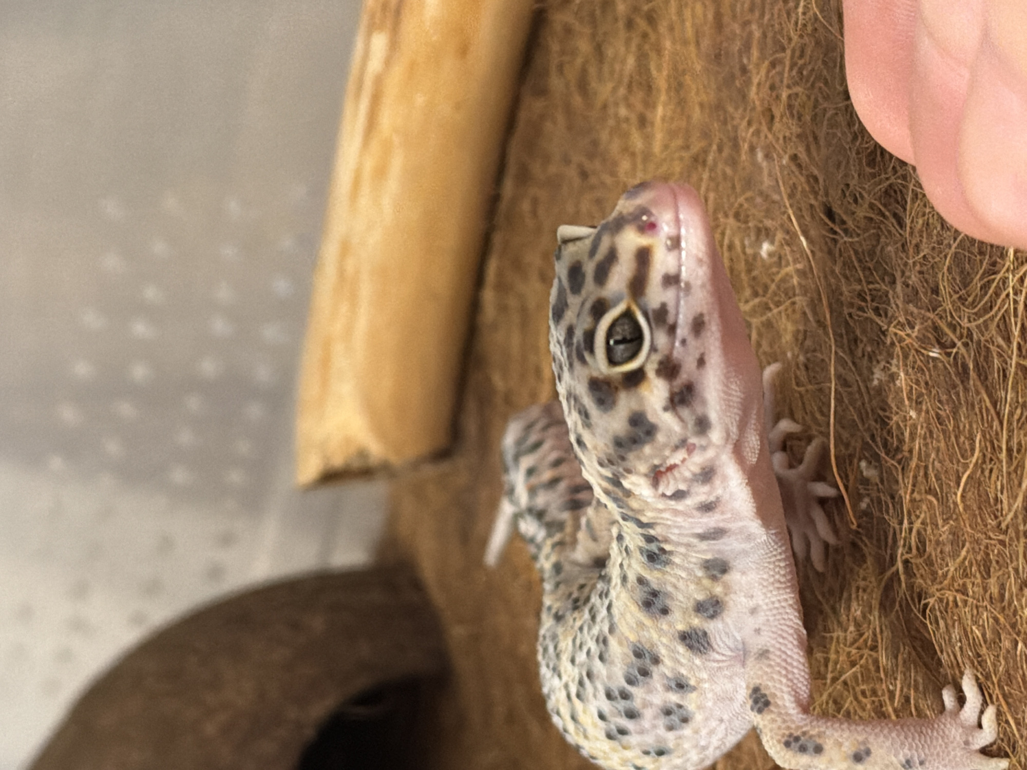 The image shows a leopard gecko climbing on a textured brown surface, possibly a reptile habitat. The gecko has a spotted pattern and is light in color. A section of light brown wood is visible to the left of the gecko. A portion of a human hand is visible at the right of the image. No information indicates the location in Izhevsk, Russia, or any information about people or interactions beyond the gecko and the hand are present in the image.