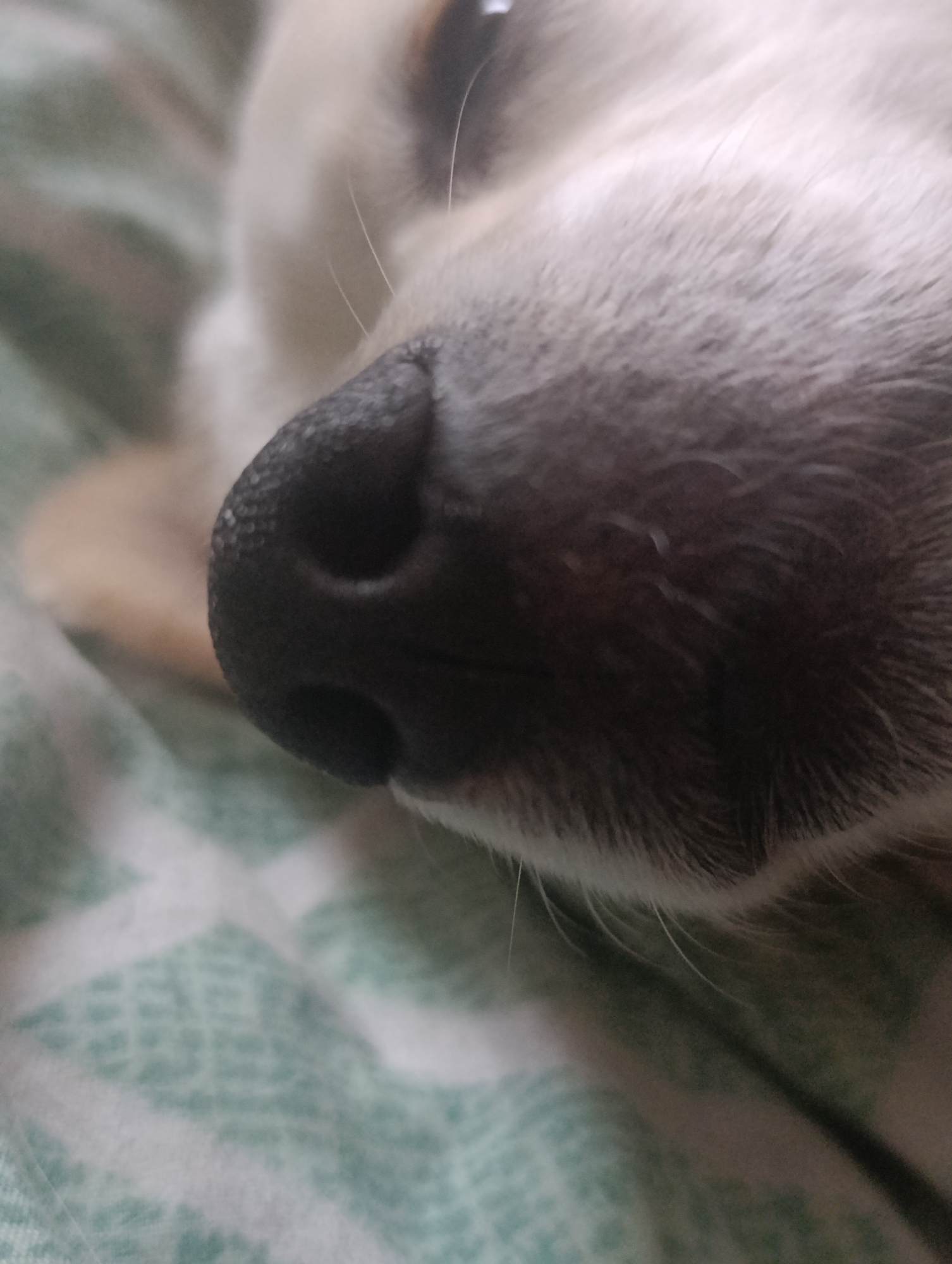 A close-up, shallow-depth-of-field shot focuses on the nose and muzzle of a light-colored dog. The dog's dark, textured nose is prominently displayed, with visible nostrils. Wispy white whiskers extend from the muzzle. The dog's fur is soft and appears to be a light tan or cream color. The background is a blurred green and white patterned fabric, possibly a blanket or bedding. The overall impression is one of intimacy and comfort, suggesting the dog is resting. The image is taken in an indoor setting, likely a home.