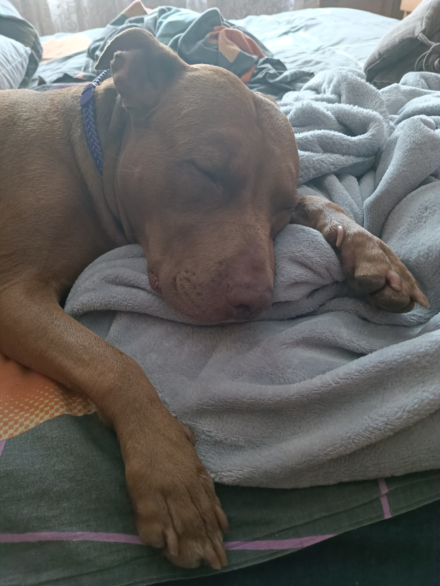 A brown dog is sleeping on a bed. The dog is lying on its side with its head resting on a light gray blanket. A blue collar is visible around the dog's neck. The bed has patterned sheets and other blankets. The background is blurred but suggests an indoor setting with curtains. There is no indication of the city of Zaporizhzhia, Ukraine, in this image.