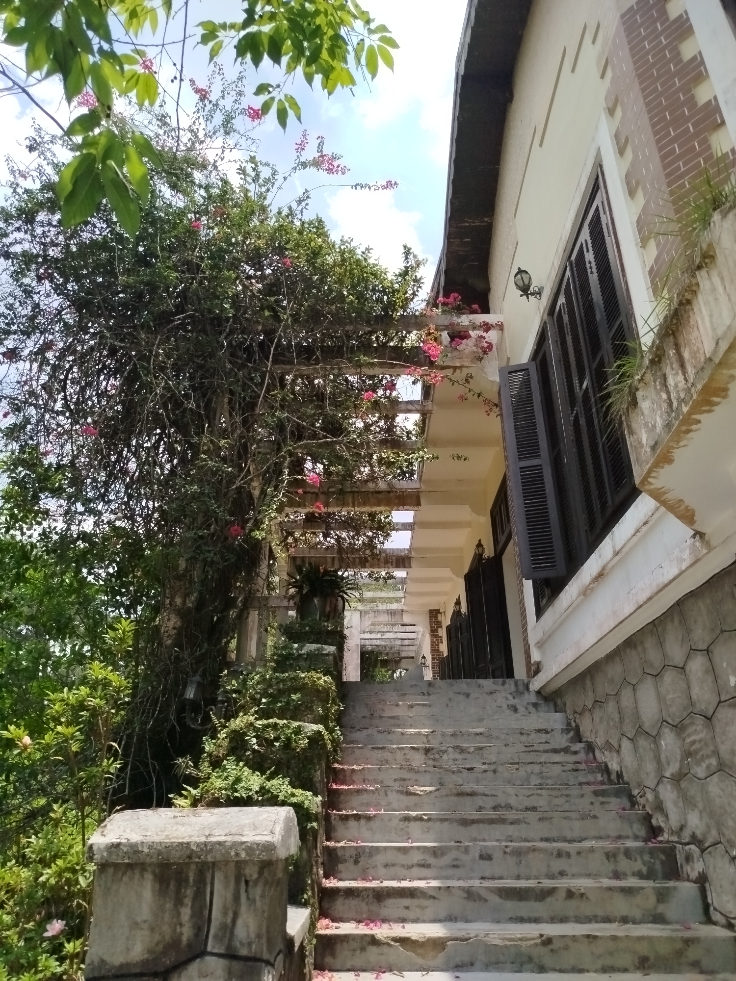 The image shows a set of concrete stairs leading upwards towards a building with dark brown shuttered windows and a cream-colored facade. A trellis-like structure covered in foliage and pink flowers runs alongside the stairs and building. A large tree with dense green leaves and pink flowers is located to the left of the stairs. The stairs are partially covered in scattered pink petals. The building has a stone base with a hexagonal pattern. The image captures an architectural style specific to Da Lat, Vietnam.