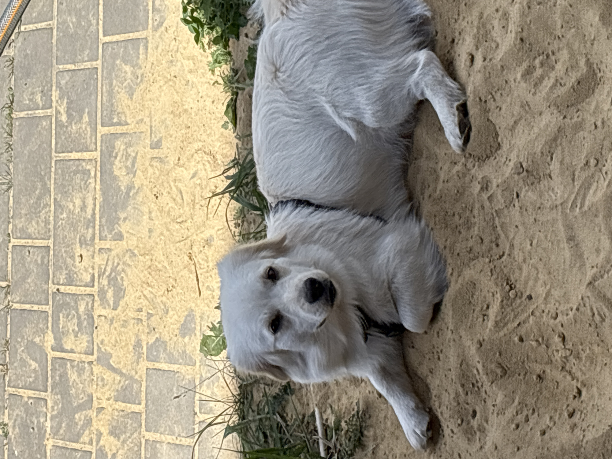 A medium shot shows a fluffy white dog lying down outdoors. The dog is facing the camera with its head slightly tilted, looking directly at the viewer with dark eyes. Its fur is long and appears soft. The dog is wearing a black collar. The ground is a mix of sandy soil and rectangular paving stones, with some green vegetation visible around the edges. The lighting suggests it is daytime, and the overall impression is a relaxed, casual scene. The location is specified as Aleksandrovka, Russia. No text is visible in the image.