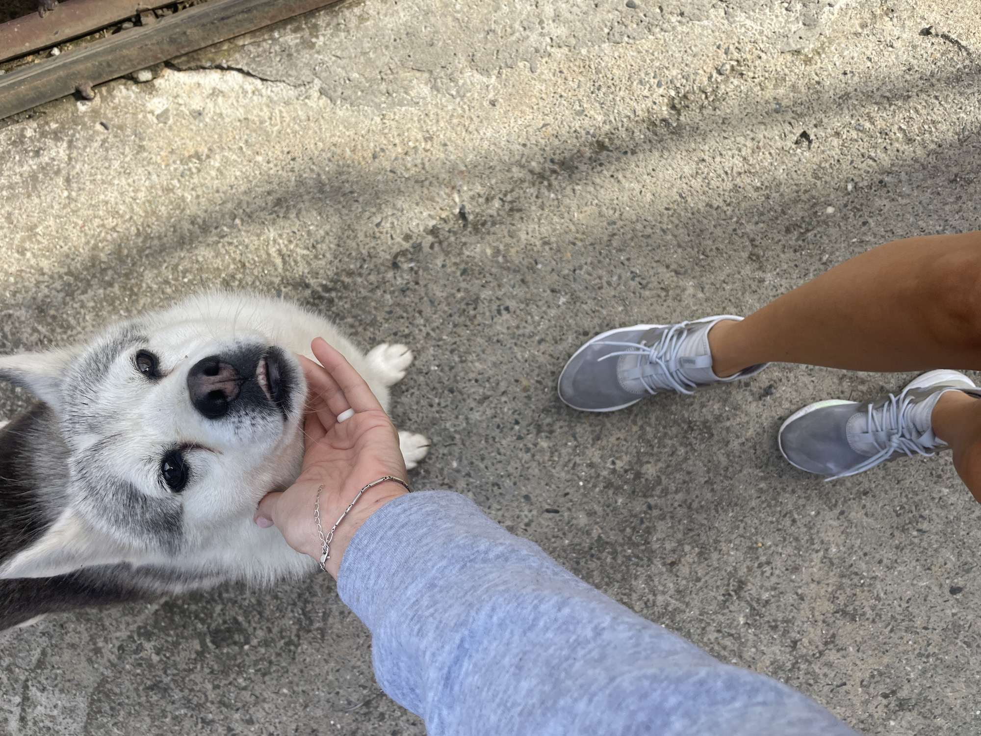 A gray and white husky dog is being petted on the head by a hand wearing a gray long-sleeved shirt and a silver bracelet. The dog is looking up at the camera. A pair of gray athletic shoes are visible in the upper right quadrant of the image. The scene is taking place on a concrete surface outdoors. There is no evidence to suggest that this photo was taken in Baranovka, Russia.