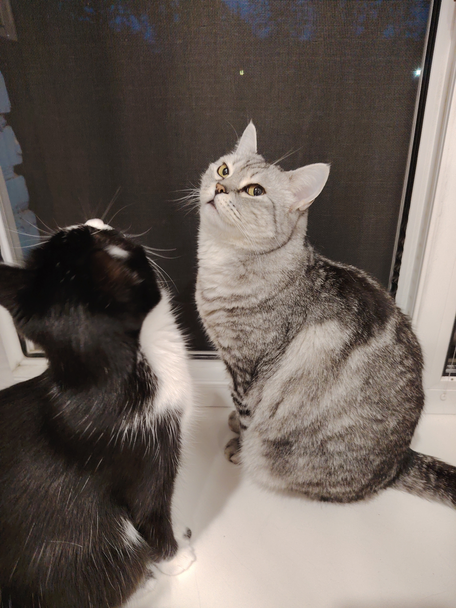 Two cats are sitting on a windowsill. One cat is black and white, and the other is gray tabby. Both cats are looking up, towards the right of the frame. The gray tabby cat has yellow eyes. The scene appears to be indoors, with a window behind the cats. The window has a screen, and the darkness outside suggests it is nighttime. There is no visible text.