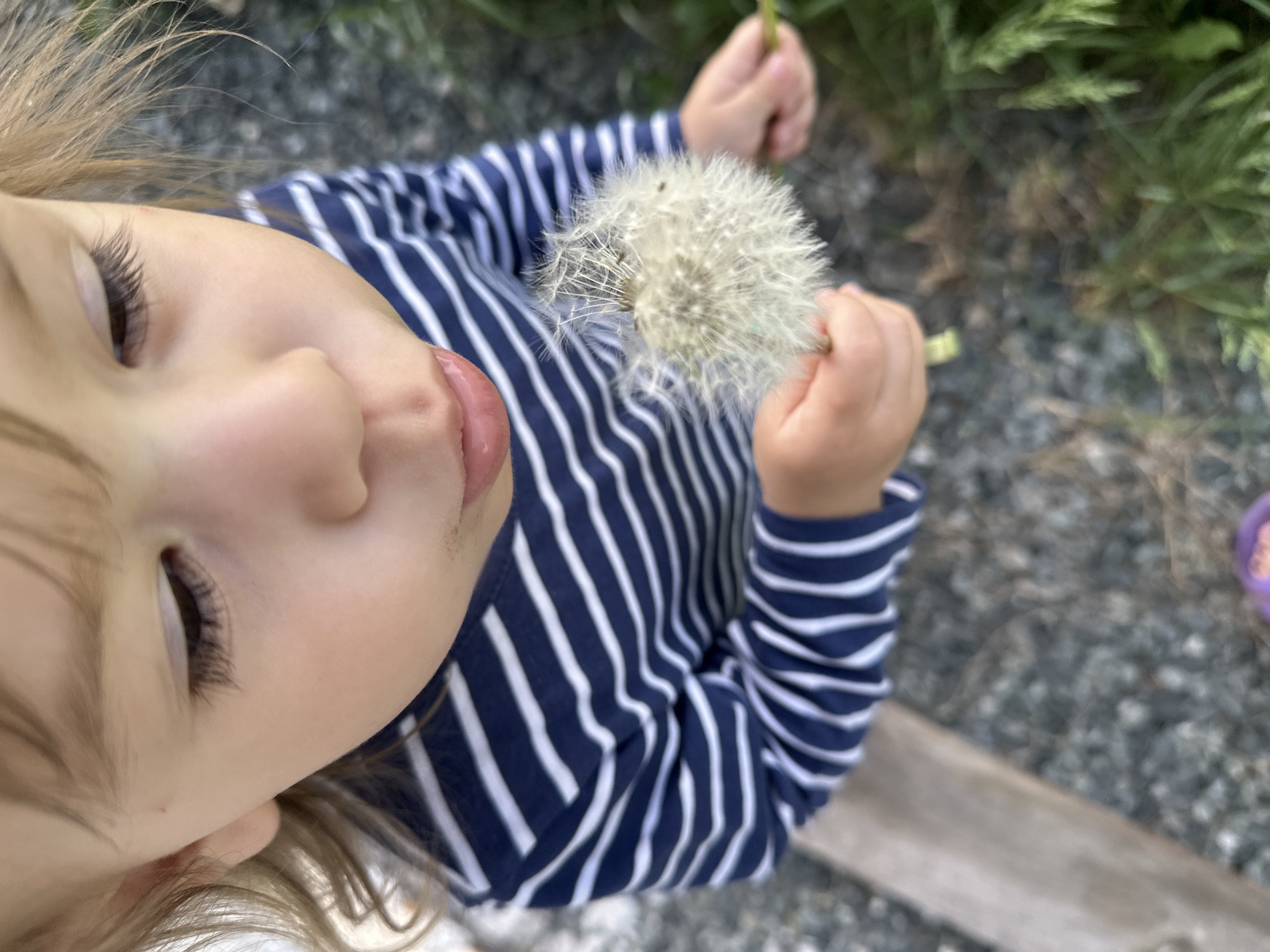 A young child, possibly between one and three years old, is the central subject. The child is fair-skinned with blonde hair and is wearing a navy blue and white striped long-sleeved shirt. The child is holding a dandelion in their hands, with the head of the dandelion close to their chest. The child's eyes are closed.
The background includes gravel, a piece of wood, some green vegetation. The image is taken from an overhead perspective.
The location cannot be determined.
