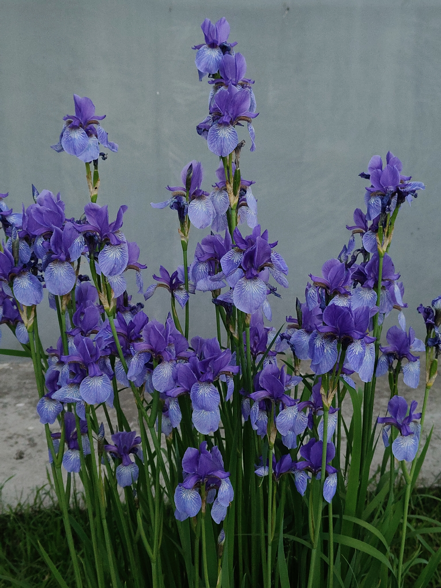 The image displays a dense cluster of purple and blue irises in full bloom. The numerous iris plants feature tall, straight green stems and long, sword-shaped green leaves primarily visible at the base. Each flower exhibits a distinct two-toned coloration: the upper petals, known as standards, are a rich, deep purple or violet, while the lower petals, or falls, are a lighter blue-violet or lavender. The falls are intricately patterned with prominent white and darker purple veining that radiates from the center.
The flowers are at various stages of bloom, with many fully open, presenting their delicate and complex structure. The lighting appears soft and diffused, suggesting an overcast day or indirect light, as no harsh shadows are visible.
The background is a plain, light grey or blue-grey textured wall or surface, providing a stark and clean contrast that accentuates the vibrant colors of the irises. At the bottom of the frame, there is a narrow strip of concrete or paved ground, leading into a patch of green grass beneath the floral arrangement. No people, animals, or visible text are present in the image. The scene captures a moment of natural beauty, focusing solely on the blooming flowers.