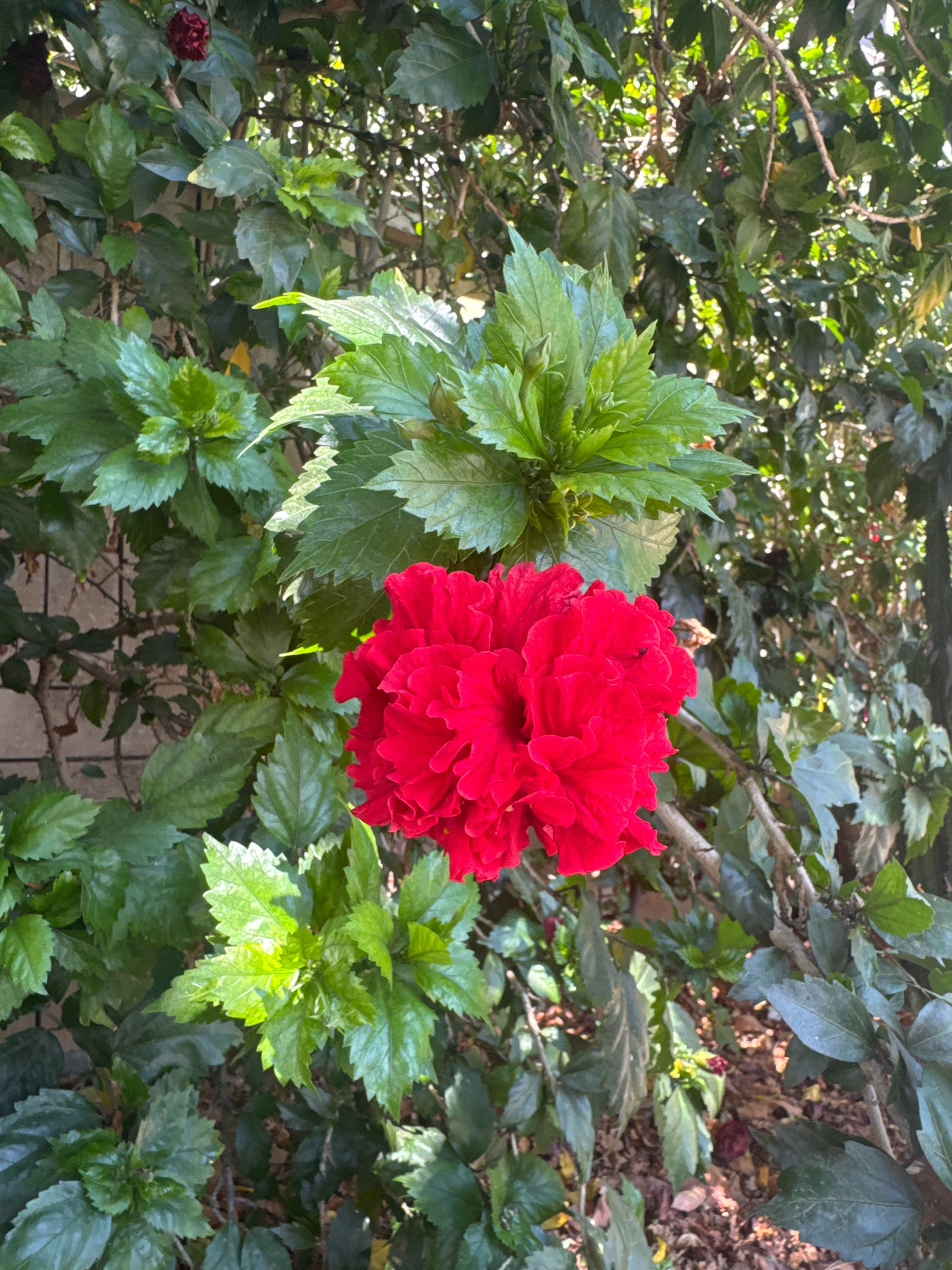 A close-up, eye-level shot captures a vibrant red double hibiscus flower in full bloom, positioned slightly left of center in the frame. The flower's ruffled petals are a rich, saturated red, with some areas appearing darker due to shadow. Surrounding the bloom is a dense thicket of lush green hibiscus foliage, characterized by large, serrated leaves. The leaves exhibit a range of tones from deep emerald to bright lime green, with some catching the sunlight and appearing almost translucent.
The background consists of more foliage, creating a soft bokeh effect. In the upper left quadrant, a blurred red hibiscus bud is visible amongst the leaves. The ground beneath the plant is partially visible, covered with dry leaves and twigs, suggesting an outdoor setting. The overall lighting indicates a sunny day, with dappled sunlight filtering through the leaves, creating highlights and shadows. The scene appears to be a garden or park area, likely within the city of Ashkelon, Israel, given the prevalence of hibiscus in the region's climate and horticultural practices. No people or animals are visible in the frame. The composition is focused on the natural beauty of the flowering plant and its verdant surroundings.