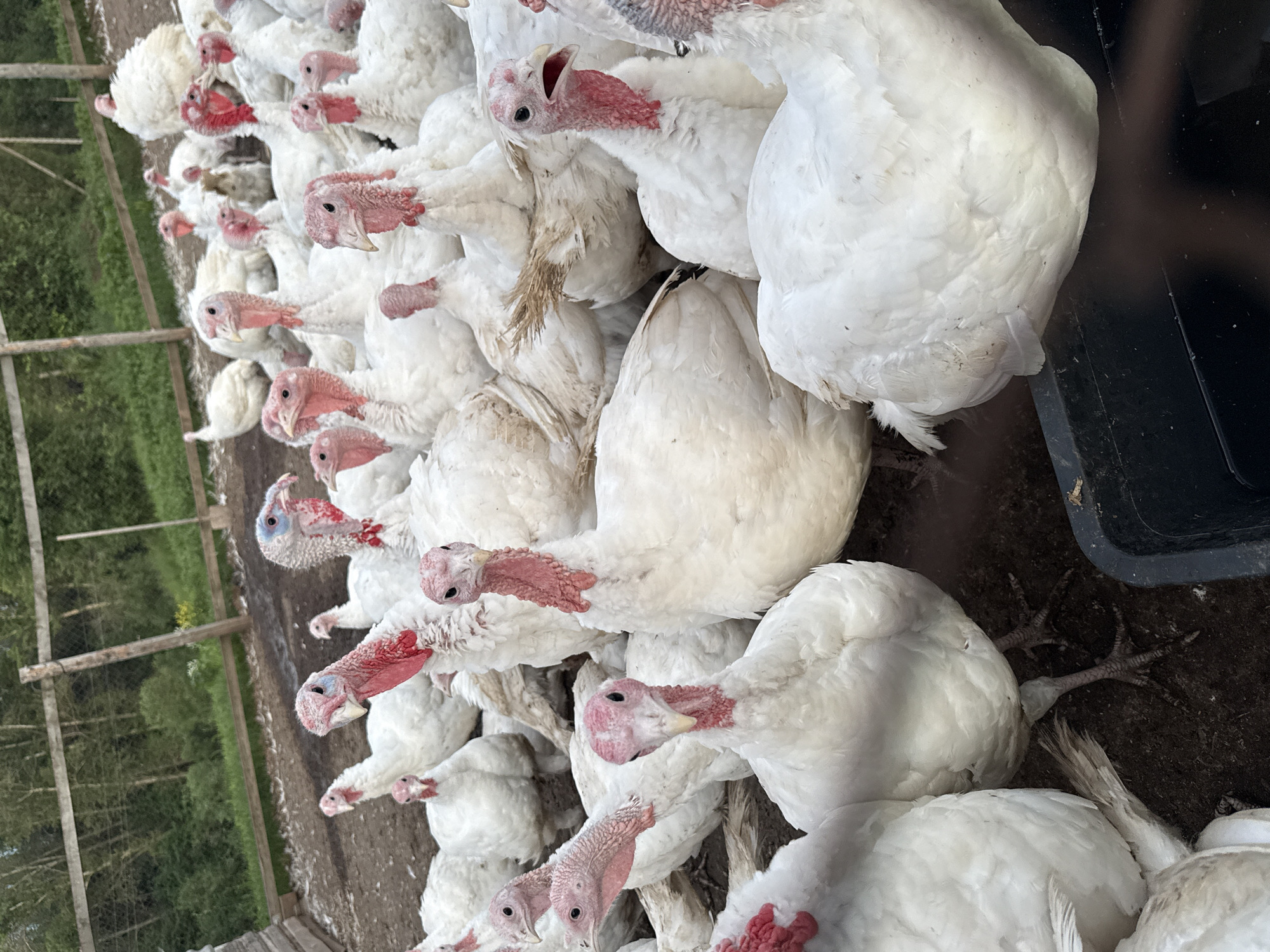 This is a photograph of a flock of white turkeys in an outdoor enclosure. The turkeys are mostly white with some individuals displaying reddish wattles and caruncles on their heads and necks. Some of the turkeys have blueish patches on their faces. The ground is dirt and there are some feathers scattered around. In the background, there is a wooden fence and trees. There are no people visible in the image. The scene depicts a farmyard setting. The location in the city of Кукуи, Russia is not discernible from the image.