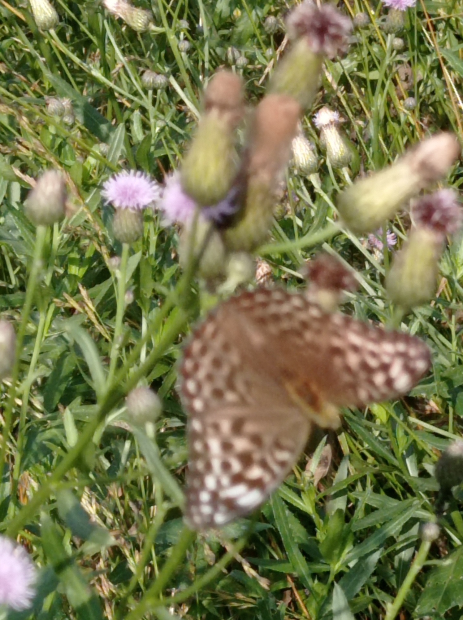 A brown and white spotted butterfly rests on a green plant in a field of grass and purple thistle-like flowers. The image is taken from a close-up, slightly downward angle, with the butterfly as the main subject. The background is blurred, indicating a shallow depth of field. The setting is a natural outdoor environment. The image does not provide any information about the city of Degtyarsk, Russia.