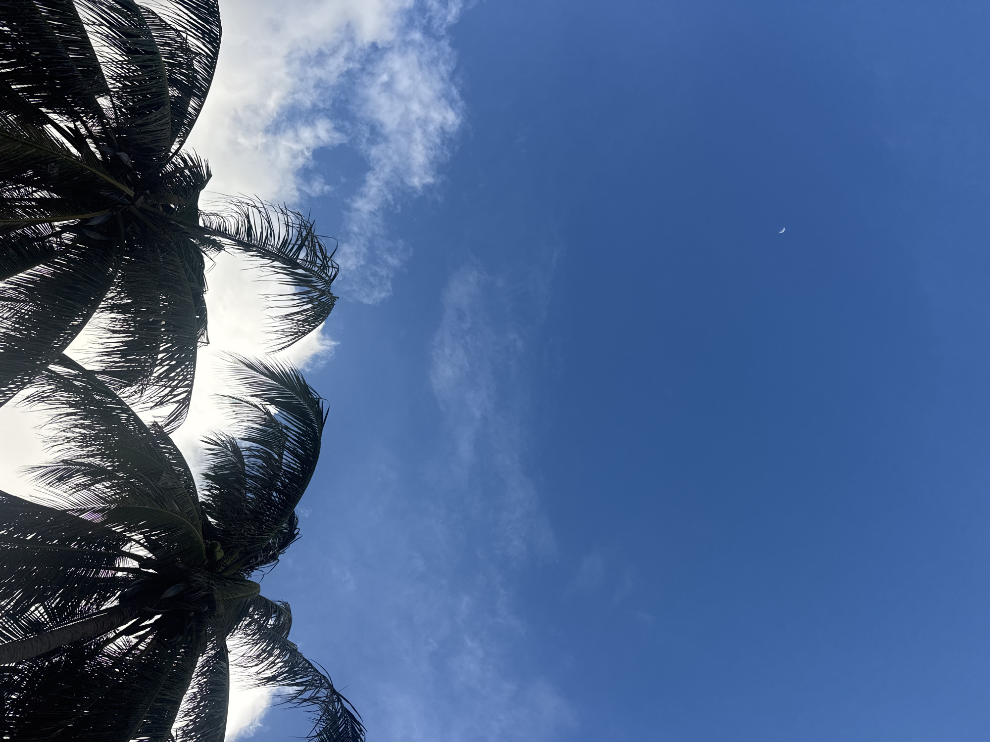 The image shows a view looking up towards the sky in Baan Thong Nang, Thailand. Two silhouetted palm trees are visible on the left side of the frame. The sky is a clear blue with scattered white clouds. A crescent moon is also visible in the upper right portion of the sky.