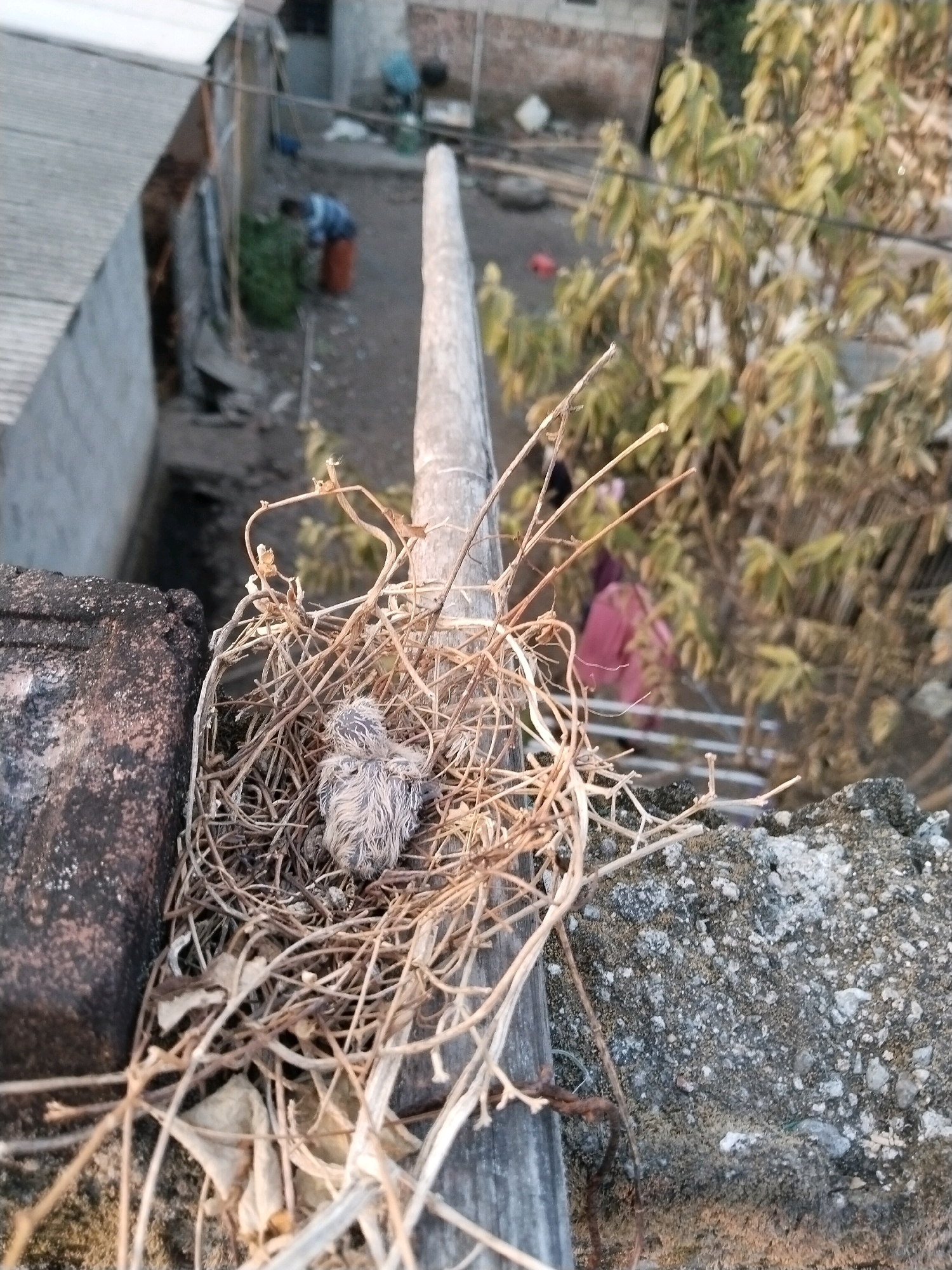 In Kuripansari, Indonesia, a baby bird lies in a nest constructed from dry twigs and leaves. The nest is situated on top of a rough, grey concrete surface, which appears to be the edge of a building or wall. To the left of the nest, a dark, textured surface, possibly another part of the building, is visible. In the background, out of focus, several people are present. One person, wearing a blue shirt and orange trousers, is bending over, seemingly engaged in an activity involving greenery. Another individual, further back, is partially obscured by the foliage of a tree and is wearing a red garment. The environment suggests an outdoor setting within a residential or urban area, with hints of construction materials and vegetation. The overall scene captures a moment of vulnerability with the young bird in its nest, contrasted with the surrounding human activity and the urban landscape.
