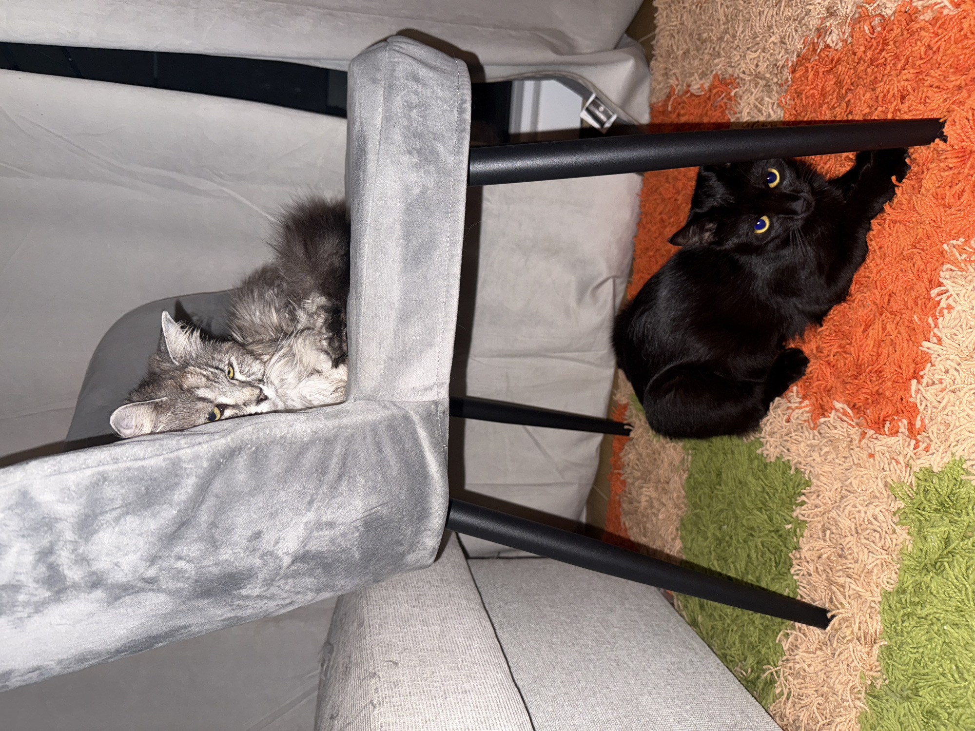A medium, eye-level shot shows a domestic interior featuring two cats. A gray, long-haired cat rests on a light gray chair with a velvet-like texture. The cat is facing left. Beside the chair, a black cat with striking yellow eyes is lying on a rug with alternating stripes of orange, tan, and green. The cat is facing upwards. A black chair leg runs across the frame between the cats. The composition and lighting suggest an indoor setting, likely a home. The city and region are Unknown, Unknown.