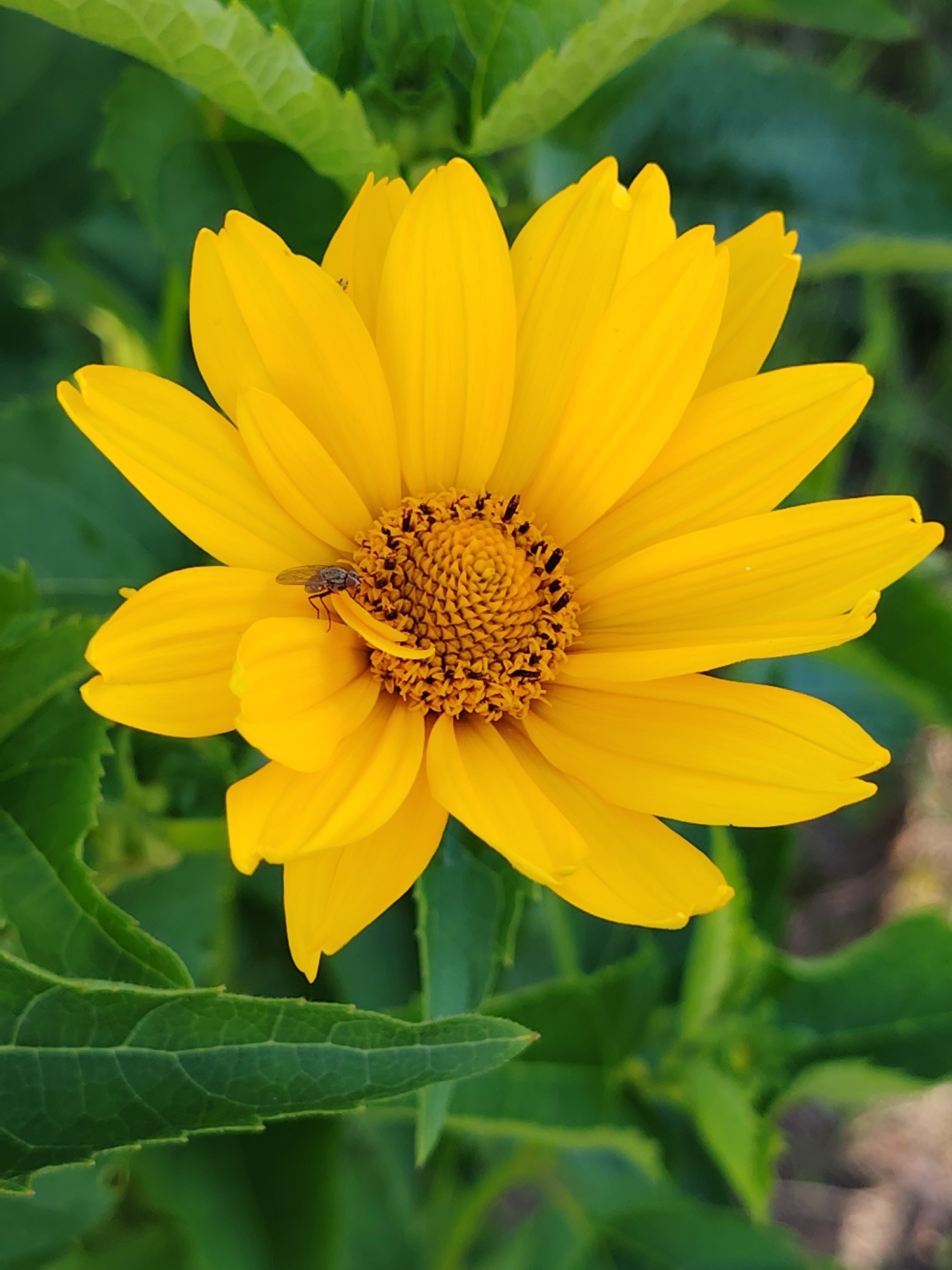 A close-up shot captures a vibrant yellow flower, likely a daisy or sunflower variety, with a small fly resting on one of its petals. The flower's center is a textured disc of darker yellow and brown, surrounded by numerous bright yellow petals. In the background, out-of-focus green leaves create a natural, garden-like setting. The scene suggests an outdoor environment, possibly a garden or a meadow, in the vicinity of Мётчанскі сельскі Савет, Belarus. The lighting is bright, highlighting the flower's color and texture. No people are present in the image.