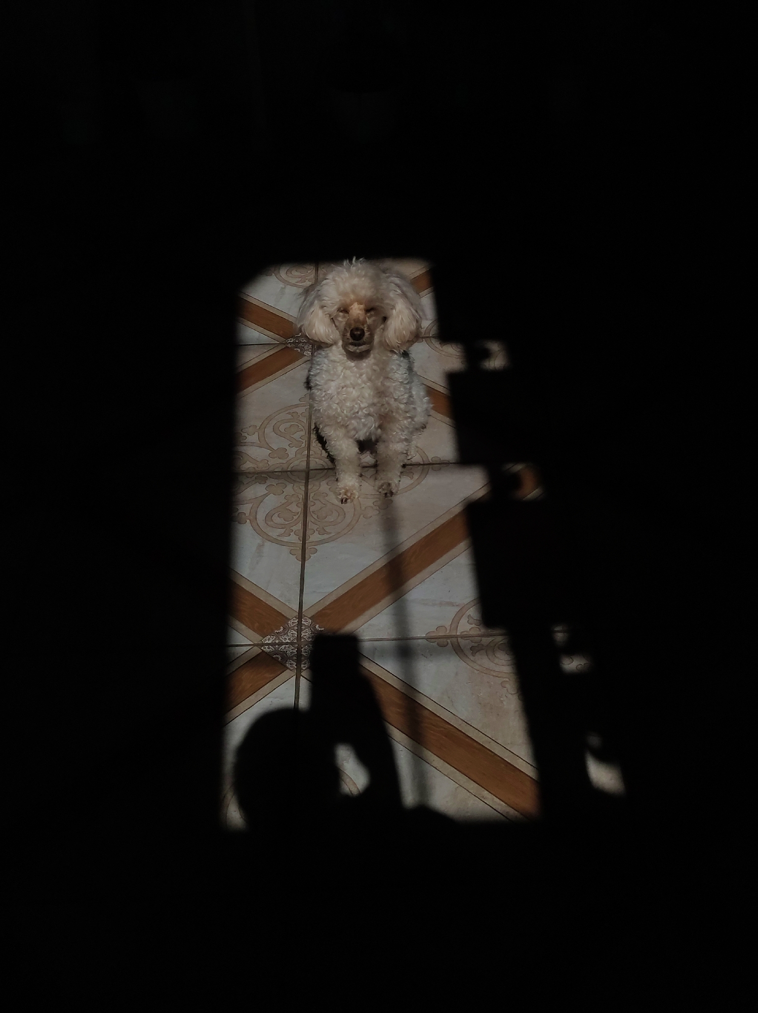 A cream-colored poodle stands on a tiled floor, illuminated by sunlight streaming through a doorway or window. The floor tiles are a patterned combination of cream, brown, and tan. A shadow falls across the floor and the lower part of the frame, obscuring details, but suggesting a person holding a mobile phone, possibly taking the photo. No specific clues in the image indicate the city of Фоки, Russia.