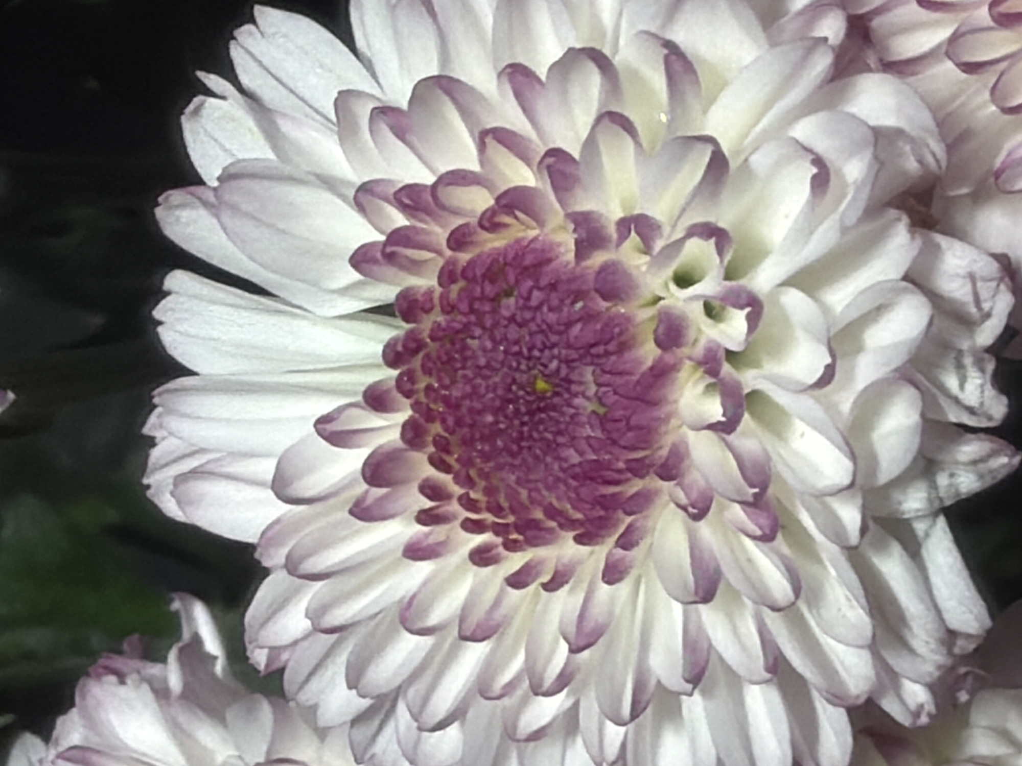 The image shows a close-up of a white chrysanthemum flower with purple tips on its petals. The flower has a dense, layered structure, with many petals radiating from the center. The center of the flower is a cluster of smaller, darker purple florets, with a hint of yellow visible. The background is dark and out of focus, suggesting the flower is part of a larger arrangement or garden. No specific location in Kaliningrad, Russia, can be identified from the image.