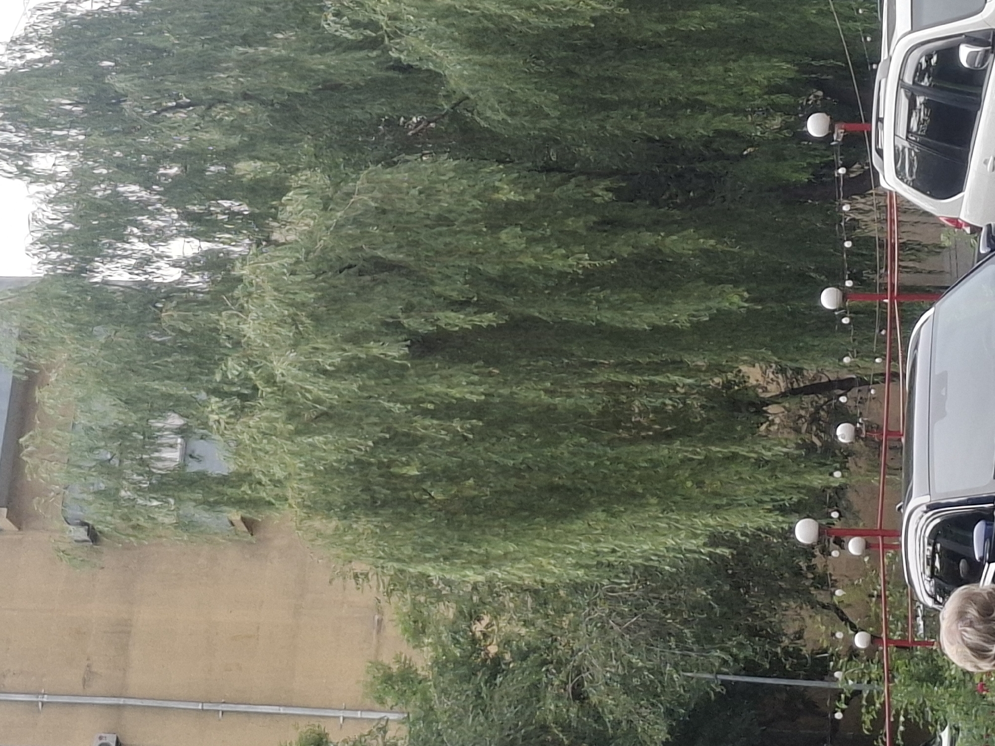In Almaty, Kazakhstan, a street scene unfolds with a building of beige construction as the backdrop. Dominating the midground are large, weeping willow trees with their distinctive long, flowing branches. In the foreground, the upper portion of a dark-colored SUV is visible on the left, and a white SUV is parked on the right. Red railings with evenly spaced globe lights run horizontally across the scene, partially obscuring the view of the cars and trees.