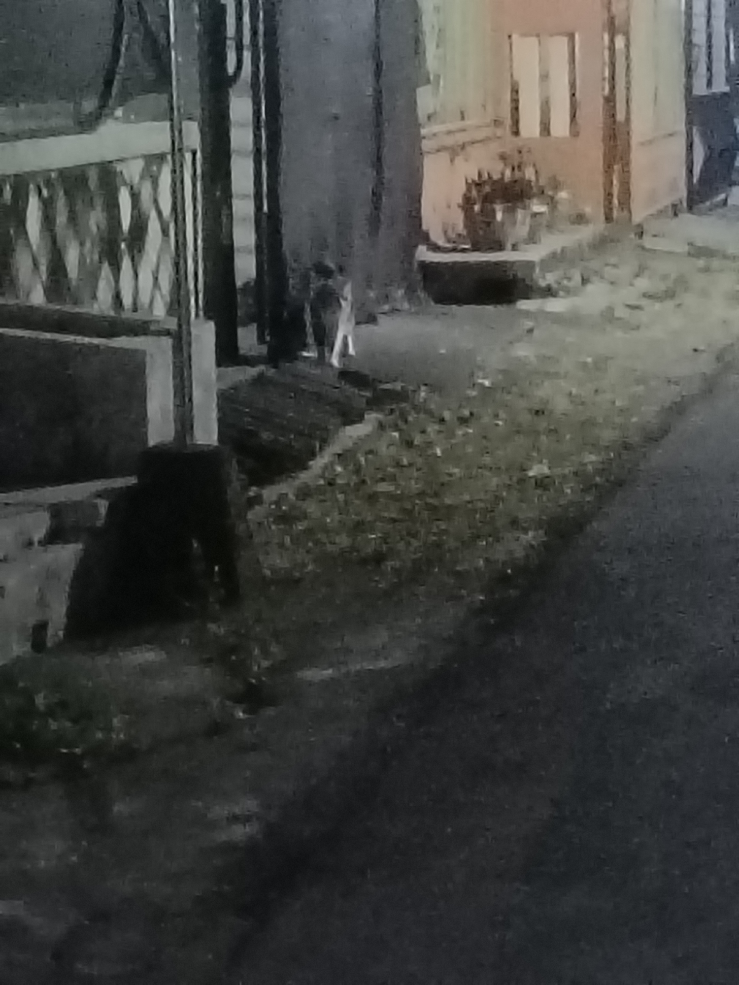 The image depicts a nighttime street scene in Kediri City, Indonesia, with a cat visible in the middle ground. The cat appears to be walking on a grassy area next to a paved surface, possibly a road or sidewalk. In the background, a building with windows and what looks like planters or buckets can be seen. The overall lighting is dim, suggesting it is nighttime. The image is somewhat blurry, making fine details difficult to discern.