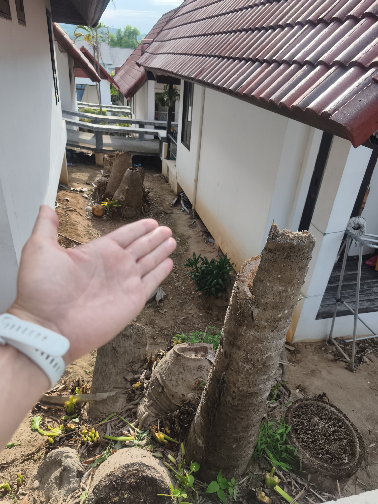 The image depicts a narrow outdoor space between two white buildings, likely in บ้านบางรักษ์, Thailand. The building on the right has a brown tiled roof. The ground is covered with bare dirt and scattered debris. Several cut-off tree trunks are visible, with new sprouts emerging from the base of some. A human hand and wrist wearing a white smartwatch is positioned in the foreground, obscuring part of the scene. In the background, a wooden walkway connects the two buildings.
