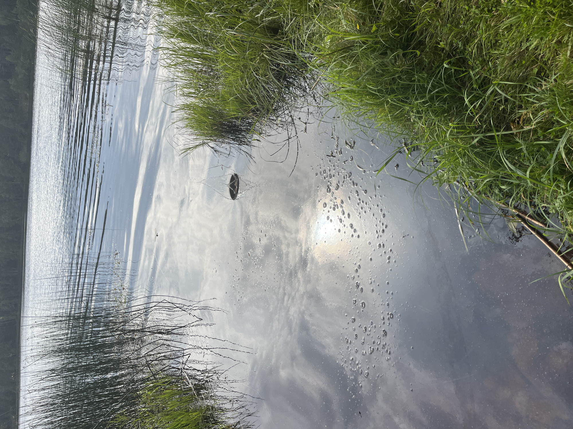 This is a photograph taken at the edge of a body of water, likely a lake, with the shore characterized by tall green grasses and reeds. The water's surface is calm, reflecting the sky and clouds, with ripples visible due to the wind. In the water, there are numerous small bubbles clustered together, and in one section, a circular object is partially submerged, appearing to be a trap of some kind. The background shows a distant tree line against a hazy sky. The scene is captured from a slightly elevated perspective, looking across the water.