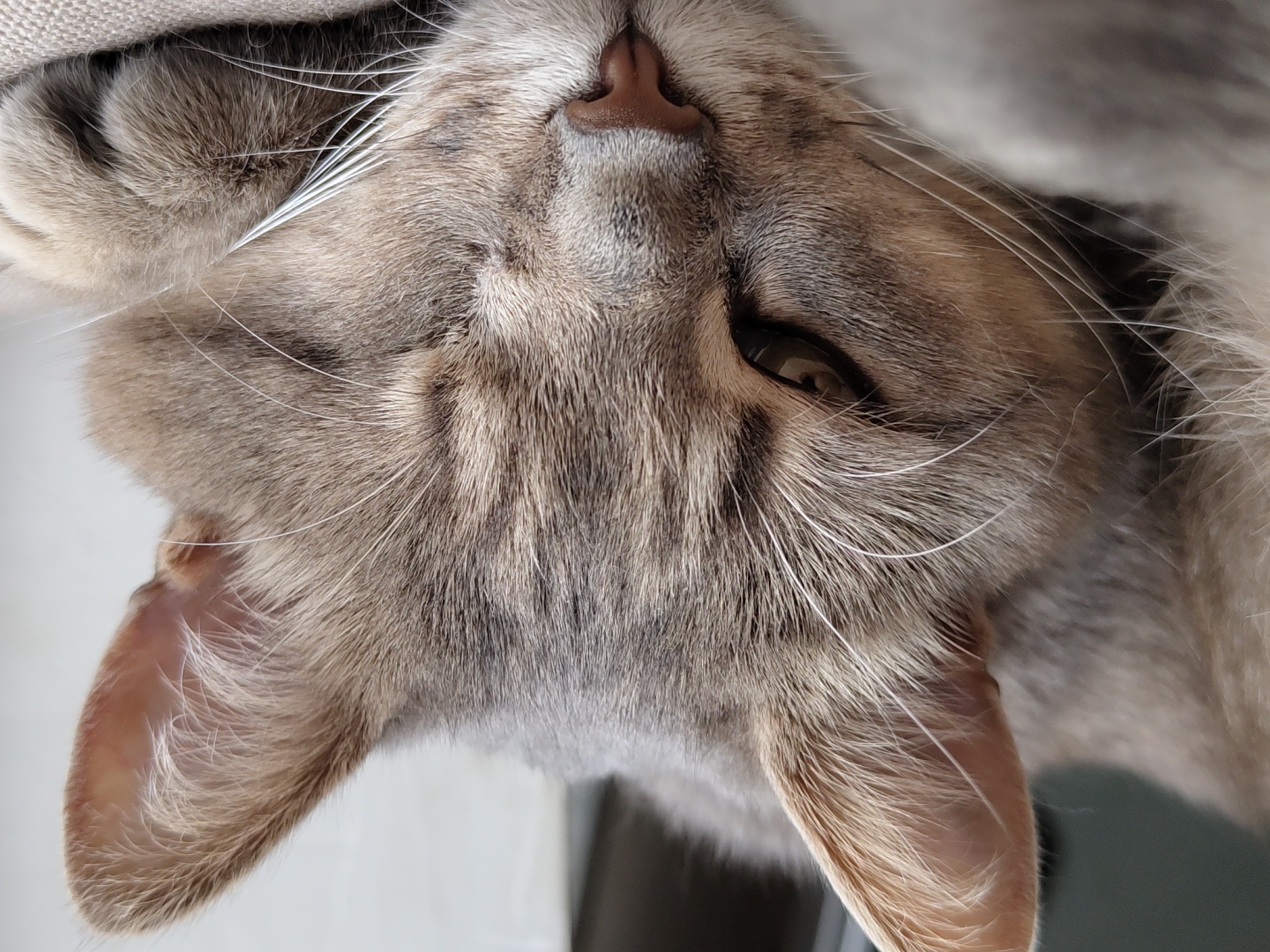 Close-up, upside-down view of a grey tabby cat's face. The cat has one eye partially open. Its nose is pink and its whiskers are white. The cat's ears are visible on either side of its head. The background is out of focus, showing a light-colored surface near the cat and a darker surface in the distance. No location is discernible.