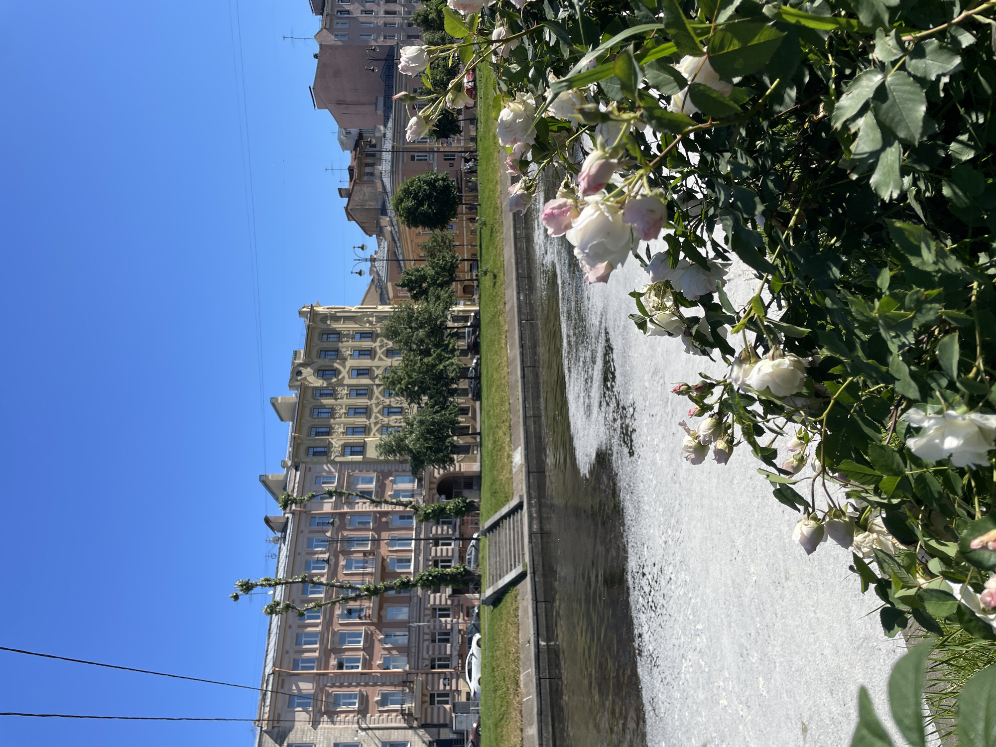 The image captures a serene urban scene in Saint Petersburg, Russia. The foreground is dominated by a lush rose bush in full bloom, with delicate white and pink roses cascading down, their petals catching the sunlight. Beyond the vibrant foliage, a wide, shallow fountain flows, its water creating a textured, frothy surface.
The middle ground reveals a neatly manicured strip of green grass bordering the fountain, with a concrete walkway running alongside it. Further back, a row of imposing, ornate buildings line the street. These structures, typical of Saint Petersburg's architecture, feature multiple stories with intricate facades, numerous windows, and distinct rooflines. The buildings display a range of colors, from pale yellow and cream to softer pink and beige hues, hinting at a warm, sunny day.
The sky above is a clear, bright blue, suggesting it is daytime, likely late morning or afternoon given the quality of light. The overall atmosphere is one of tranquility and urban beauty, with the natural elements of the roses and fountain softening the architectural grandeur of the city. There are no people visible, and the focus is on the interplay between nature and the urban landscape. The presence of power lines in the distance provides a subtle cue to the city's infrastructure. No text is visible in the image.
