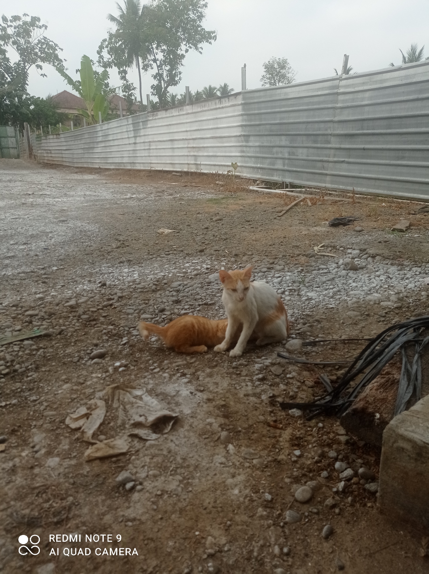 Two cats are resting on a gravelly ground in an outdoor area. One cat, with orange fur, is lying down. The other cat, which is white with orange markings, is sitting upright and looking towards the camera. Behind the cats, a long, corrugated metal fence stretches across the background. Trees and a house are visible beyond the fence. The scene appears to be in a somewhat unkempt, possibly construction or undeveloped, area. The lower right corner of the image displays "REDMI NOTE 9 AI QUAD CAMERA" in white text.