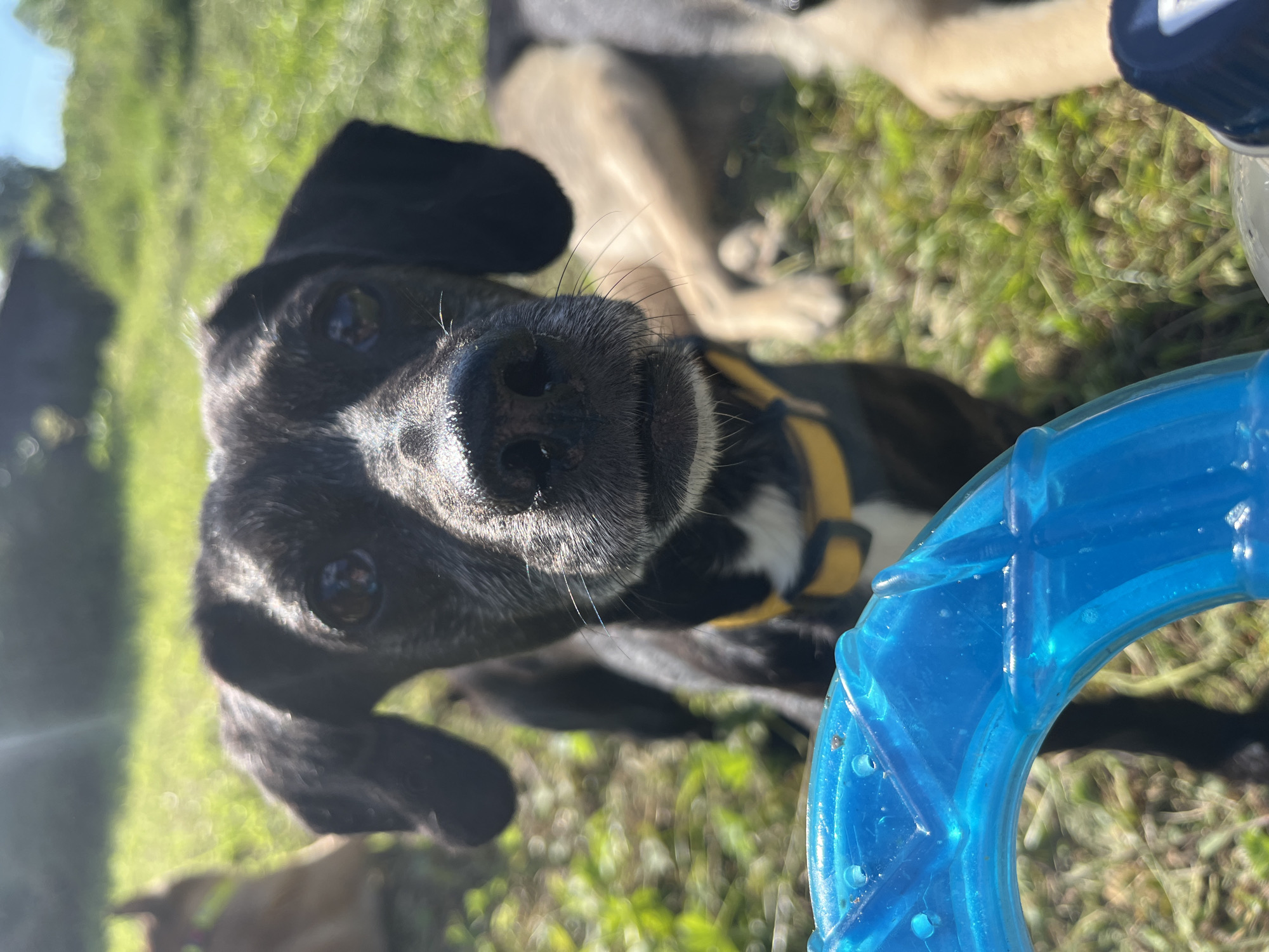 The image shows a close-up of a black and brindle dog with floppy ears and a yellow collar. The dog is looking directly at the camera. In the background, another dog is lying down in the grass, and the environment appears to be an outdoor grassy area with some trees and sunlight. There is a blue, circular toy in the foreground. The location is not specified in the image or its metadata.