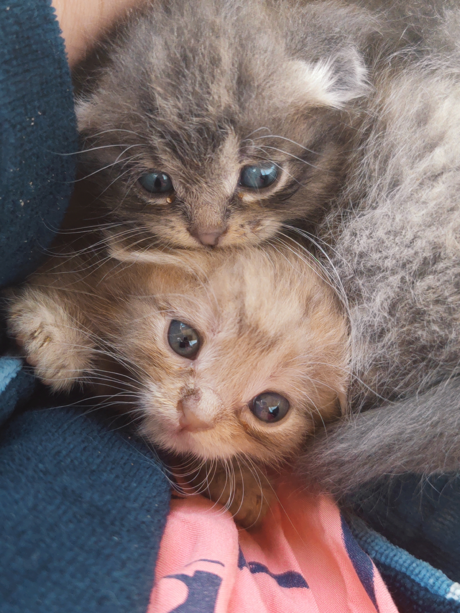 Two kittens are nestled together, their faces prominent in the image. The kitten on top is a grayish-brown color, while the one below is a light tan. Both kittens have blue eyes. They are surrounded by soft fabric, including a dark blue material on one side and a pink one on the other. It is unknown if the image was taken in Sennoy, Russia.