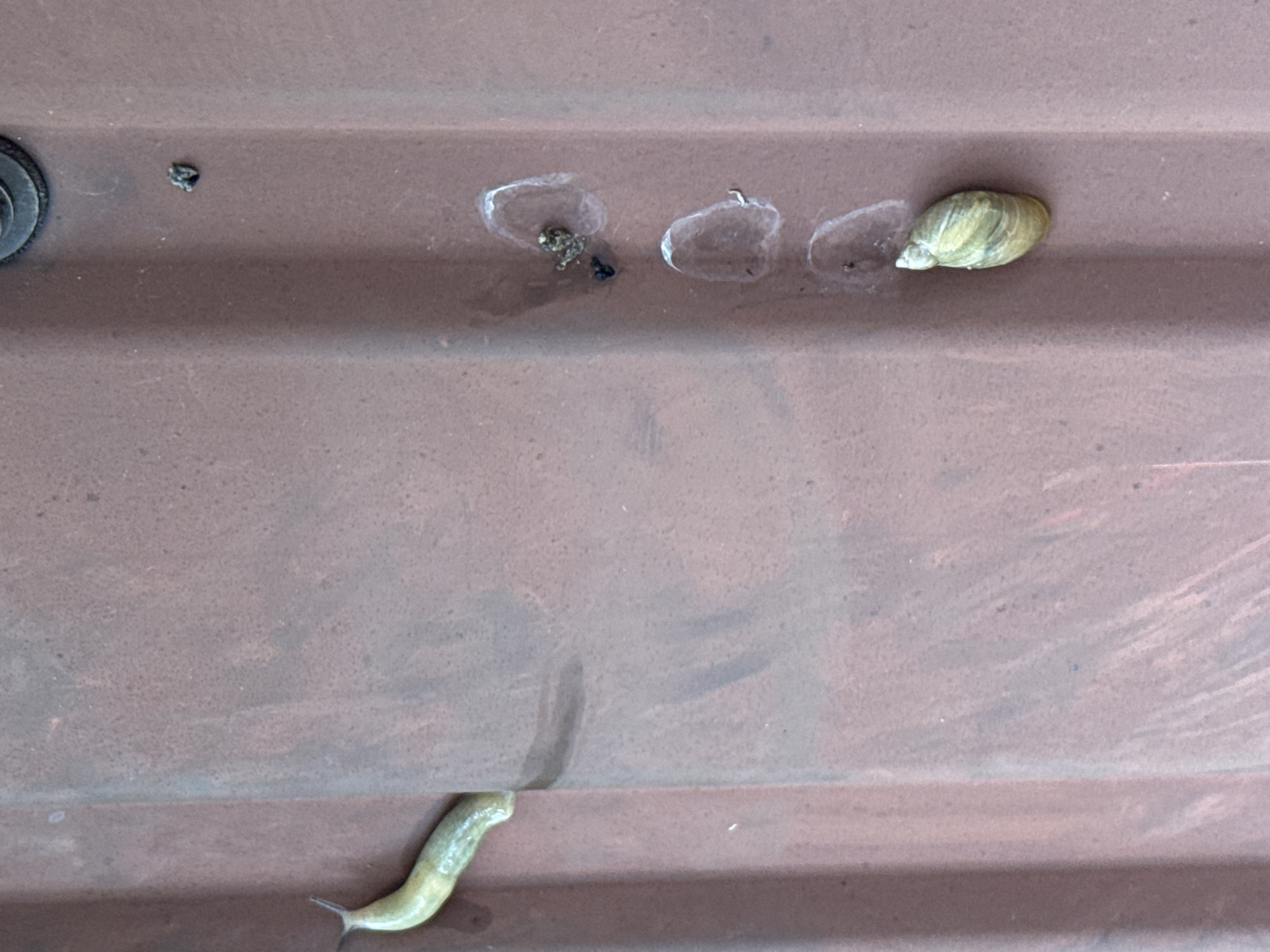 A light green slug is visible on the left side of a brown, corrugated metal surface. The slug is elongated and appears to be moving. To the right of the slug, there are three circular marks with a white, translucent appearance, possibly snail slime trails. Below these trails, a small snail shell, exhibiting a spiral pattern and shades of green and brown, is present. A dark, irregularly shaped object, possibly debris or insect remains, is situated near the top snail slime trail. A dark, circular fastener is present at the top right of the image. The surface exhibits signs of wear and texture.
