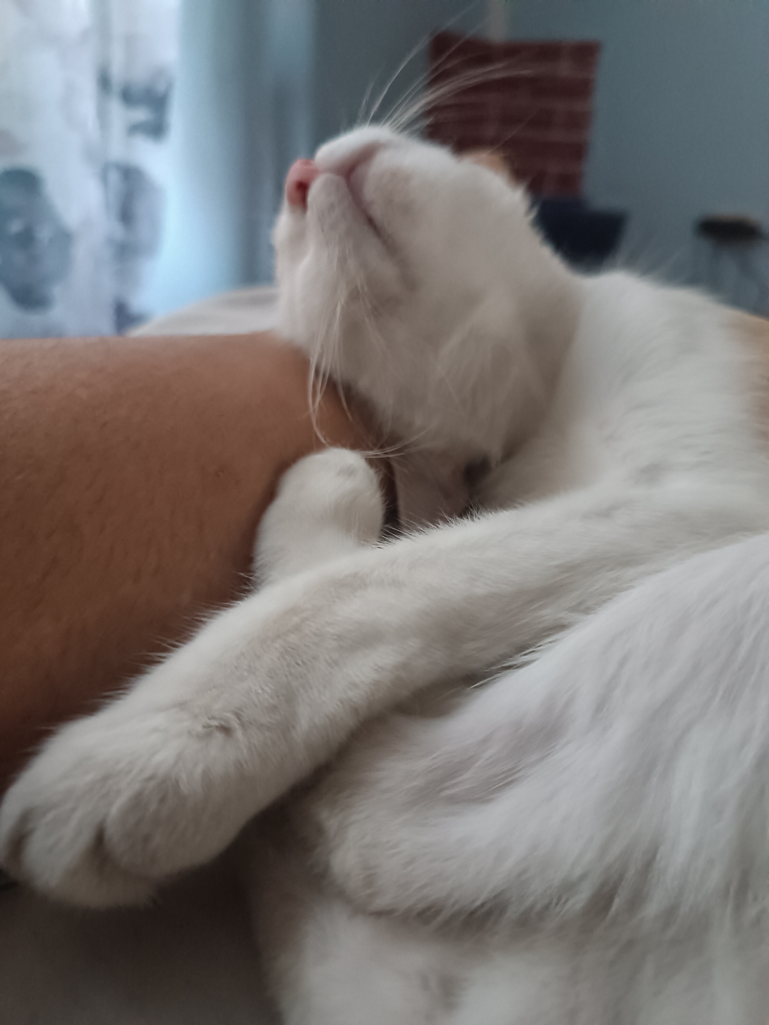 A white and orange cat is asleep, curled up on a person's arm. The cat's head is tilted back, showing its pink nose and white whiskers. Its paws are resting on the person's arm. The background is blurry, but it appears to be an indoor setting with curtains and a brick wall visible. The image was taken in Viadana, Italy.