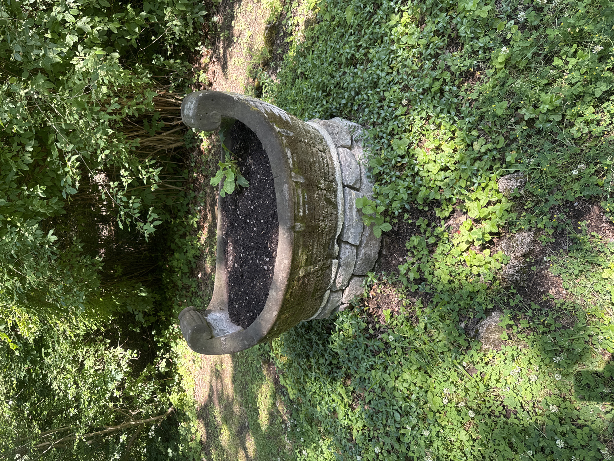 The image shows an ornamental stone planter in a garden setting. The planter is roughly circular and has a decorative, carved rim. It is filled with dark soil, and a single green plant is growing in the center. The planter is supported by a base made of rough-hewn stones. The ground around the planter is covered with green vegetation, including clover and other low-lying plants, with some patches of bare soil and scattered rocks. Sunlight dapples through the leaves of surrounding trees, casting shadows on the ground. The background consists of dense green foliage, suggesting a wooded or heavily planted area. The location is identified as the park of the Duchess Anna Amalia Library in Weimar, Germany. There are no people or animals visible in the image.