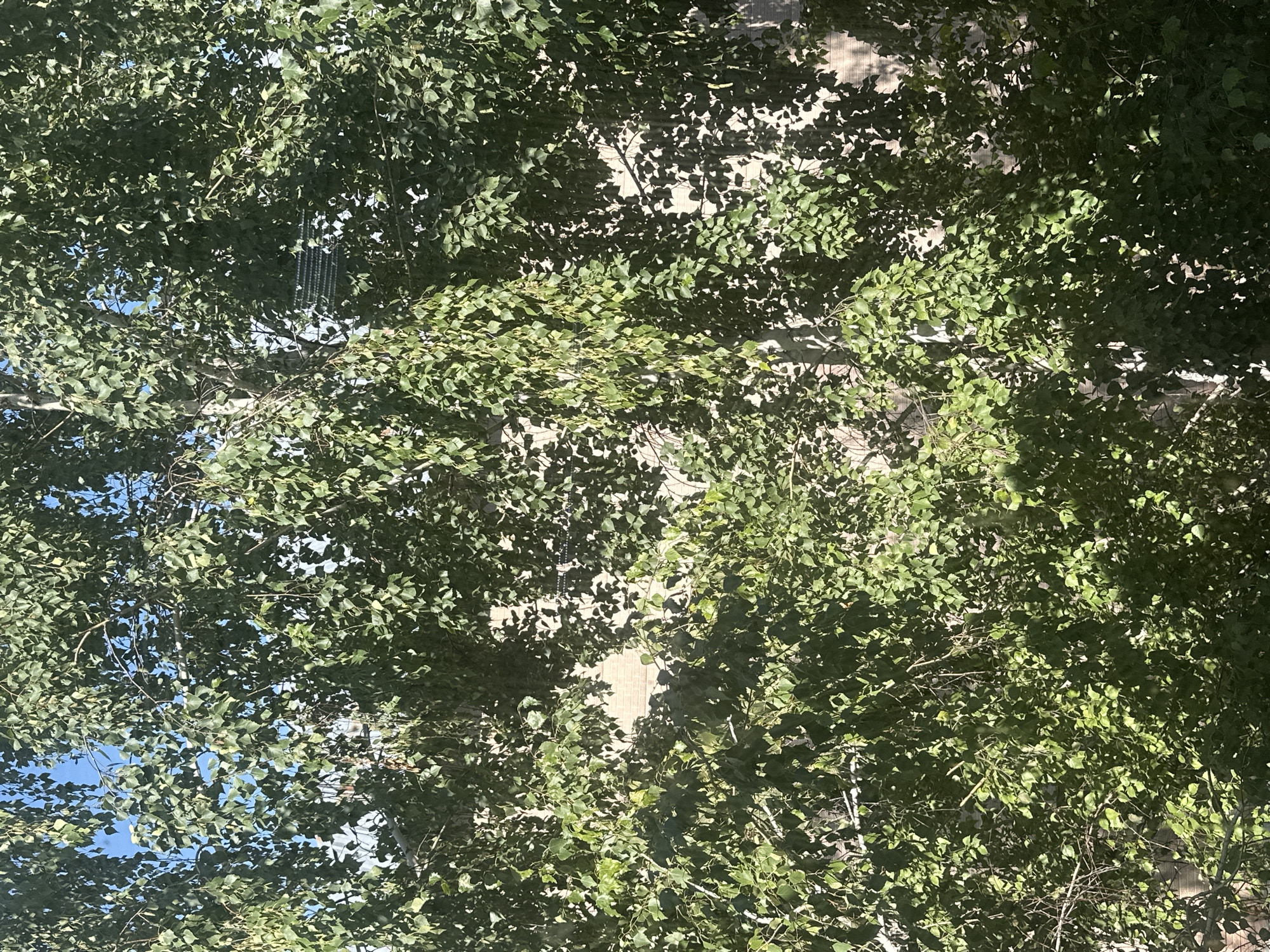 The image captures a close-up view of a large birch tree with abundant green foliage, obscuring a portion of a building facade in the background. The building appears to be constructed with light-colored brick and has a window or vent with a dark, lattice-like structure visible through the leaves. Sunlight filters through the leaves, casting dappled shadows on the building. The sky is visible in the upper left corner, appearing blue and clear. The overall scene suggests an outdoor urban environment. The specific location in Kostanay, Kazakhstan, is not determinable from the visual information provided in the image itself.