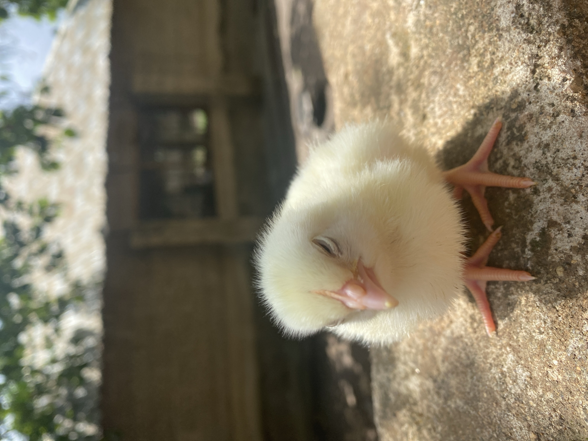 A close-up, brightly lit image captures a small, fluffy, yellow chick resting peacefully on a rough, light-colored concrete or stone surface in Maigizo, Nigeria. The chick is positioned with its body facing towards the right side of the frame, and its head is slightly tucked, with its eyes appearing closed, suggesting it is asleep or deeply relaxed. Its soft, downy feathers are a pale yellow, and its tiny, delicate pink beak is visible. To the right of its body, its small, light-pink feet with distinct claws are splayed out on the textured surface.
The background is softly blurred, indicating a shallow depth of field, and shows an outdoor setting. On the left, out-of-focus green foliage, likely trees or bushes, can be discerned, suggesting natural surroundings. Behind the foliage and to the left, there appears to be a blurry structure, possibly part of a building or wall, with darker, undefined shapes that could be openings like windows or doorways. The strong, natural light suggests it is daytime, likely sunny, as indicated by the bright illumination on the chick and the surface it rests upon. No text is visible in the image.