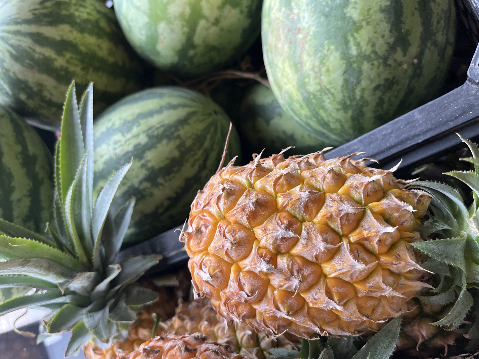 The image shows a close-up of pineapples and small watermelons in a possible urban market setting of Unknown, Unknown. Several small, green, striped watermelons are clustered in the background. In the foreground, an orange pineapple is the focal point, positioned in the center right of the frame. The green crown of another pineapple is visible to the left. Part of another pineapple is visible in the lower left corner. A black container is partially visible above the pineapple.