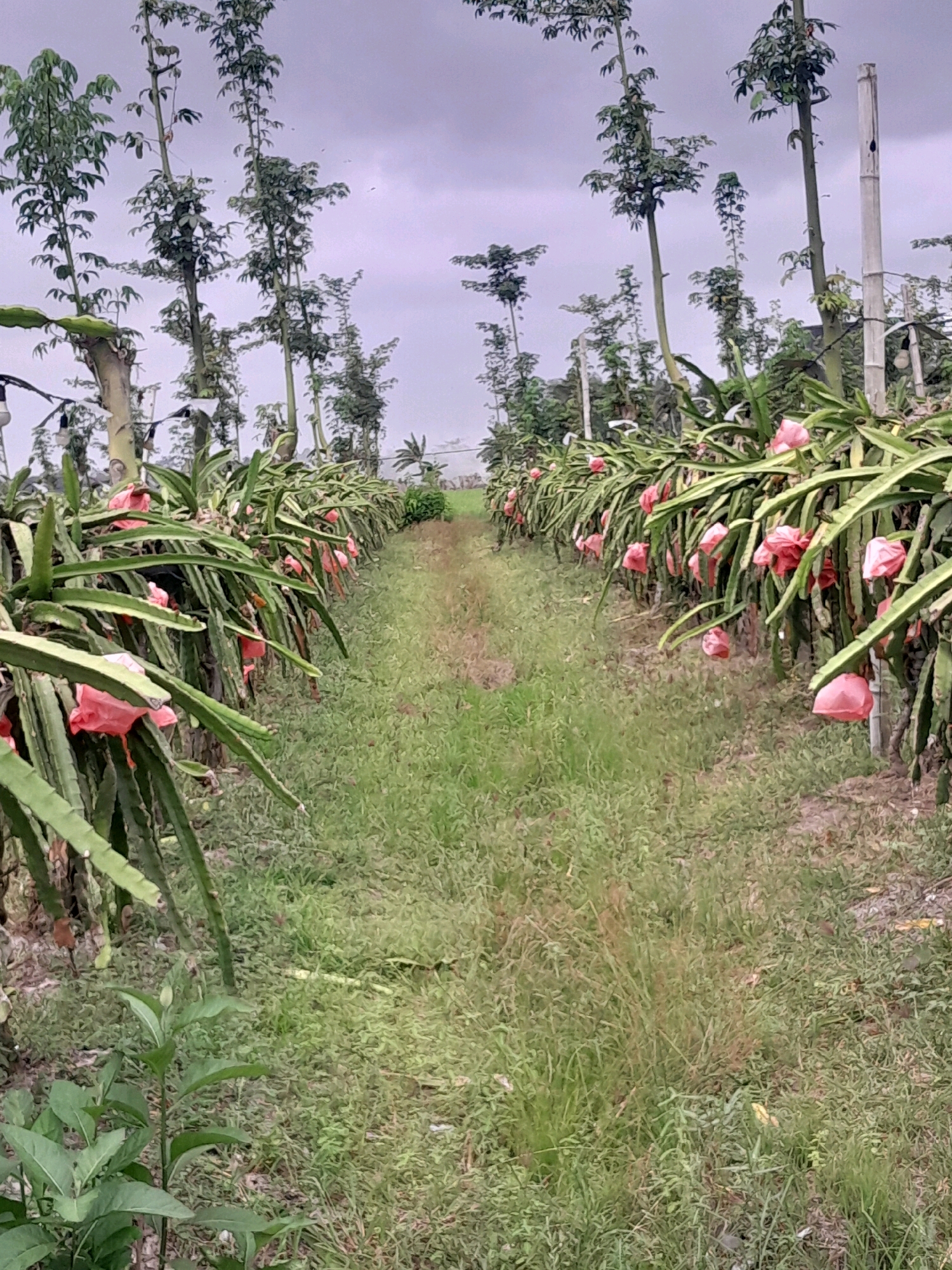 The image depicts a dragon fruit farm under a cloudy sky. Rows of dragon fruit plants with green stems and leaves are laden with pink dragon fruit that are bagged in light pink paper. The plants are supported by trellises, with tall, thin trees lining the background. A grassy path runs through the middle of the farm. The scene is serene and natural, suggestive of an agricultural setting in a rural area. There are no people or animals visible in the image.