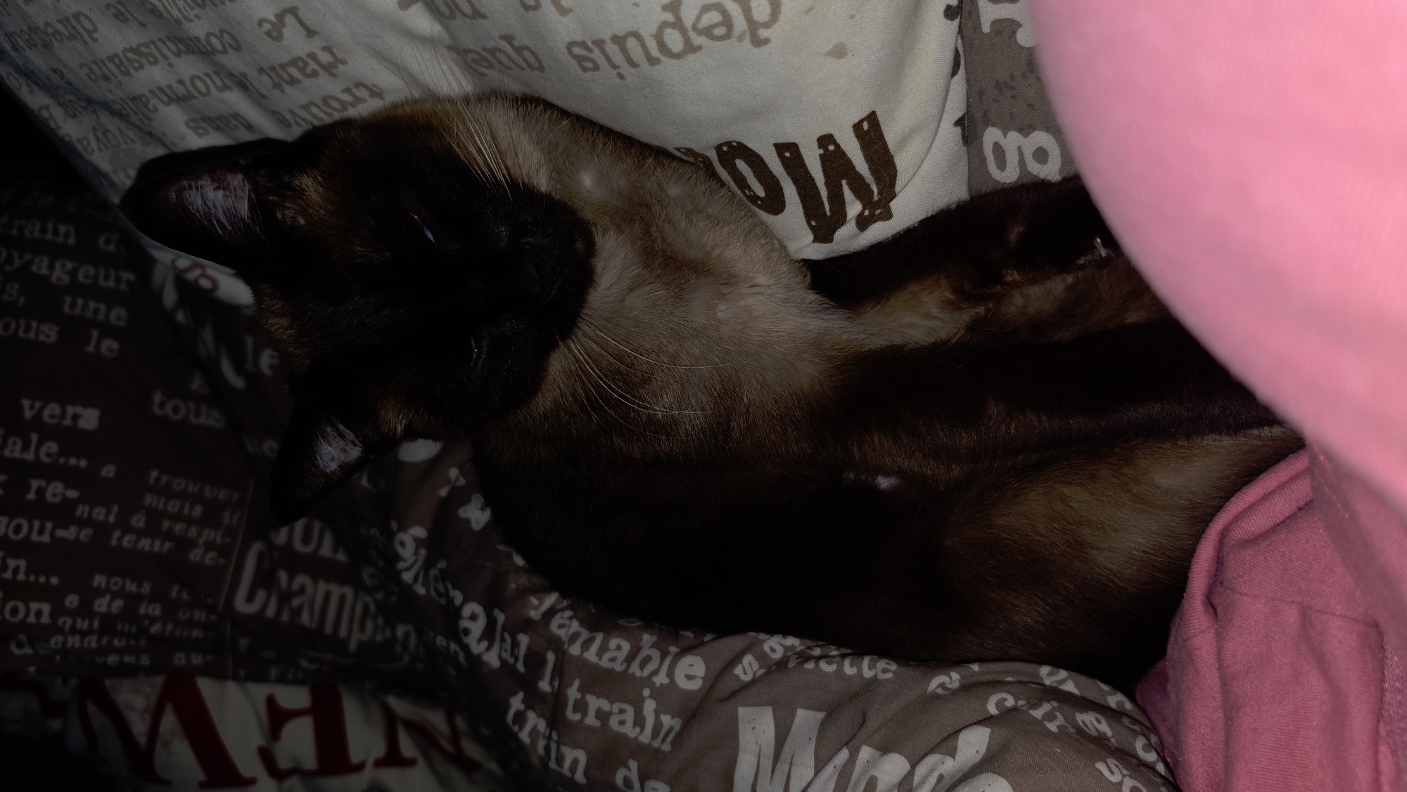 A Siamese cat rests on a patterned pillow with text. The cat's fur is a mix of dark brown and tan, and its eyes are partially closed. The pillow has a beige background with repeating brown text in a cursive font. Part of a pink blanket or fabric is visible in the foreground. The image appears to be taken indoors, in a domestic setting.