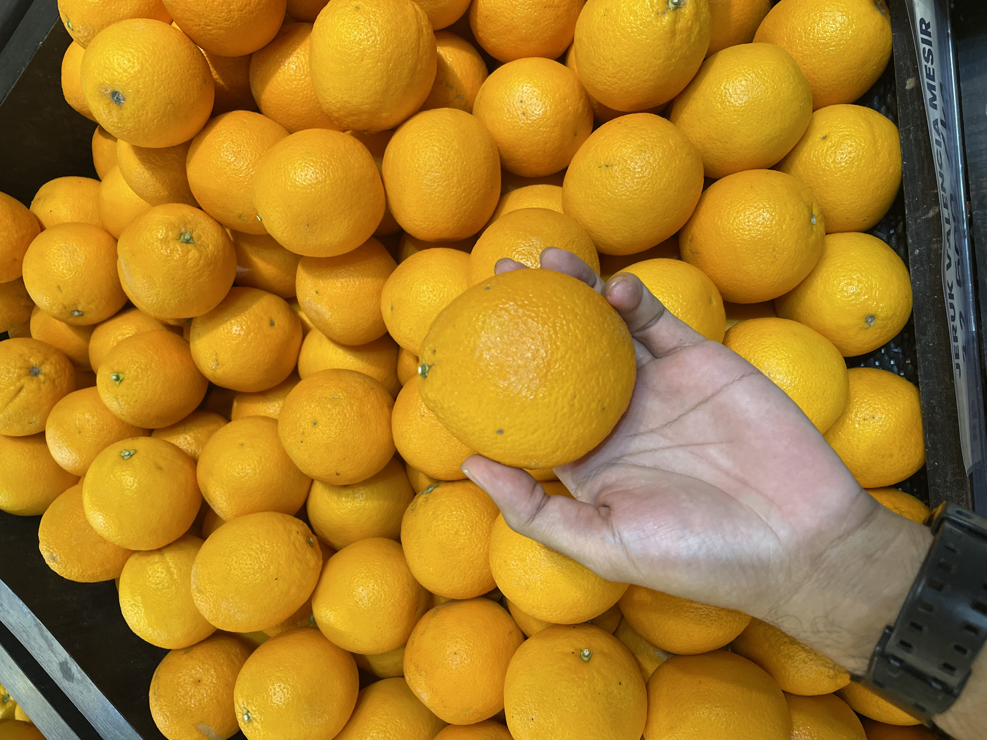 A high-angle, close-up shot depicts a profusion of oranges in a black container, possibly at a market or grocery store in Central Jakarta, Indonesia, given the "Jeruk Valencia Mesir" label visible on the container's edge. A right human hand with a black watch is reaching for and holding one of the oranges in the center of the frame. The oranges are bright orange and densely packed. The surface of the oranges appears textured and slightly bumpy. The hand appears to be light to medium skin tone. The overall lighting is bright, emphasizing the oranges' color and texture.