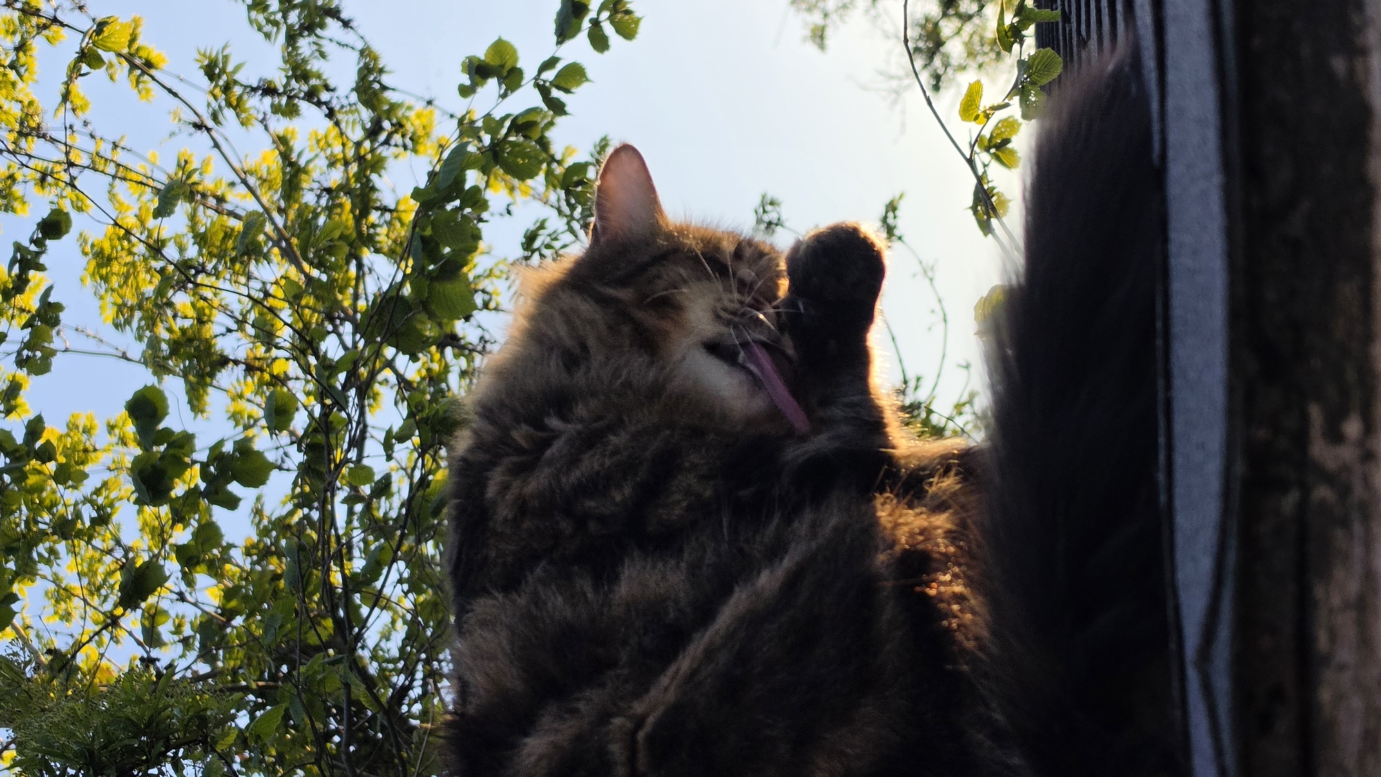 A long-haired cat with brown and gray fur is perched on a dark wooden fence, grooming itself with its pink tongue extended. The cat's right paw is raised to its face. The sun is shining from behind the cat, creating a golden halo effect around its fur. The backdrop includes green and yellow foliage of trees against a light blue sky. The image appears to be taken from a low angle, looking up at the cat. There are no indications that the picture was taken in the city of London, United Kingdom.