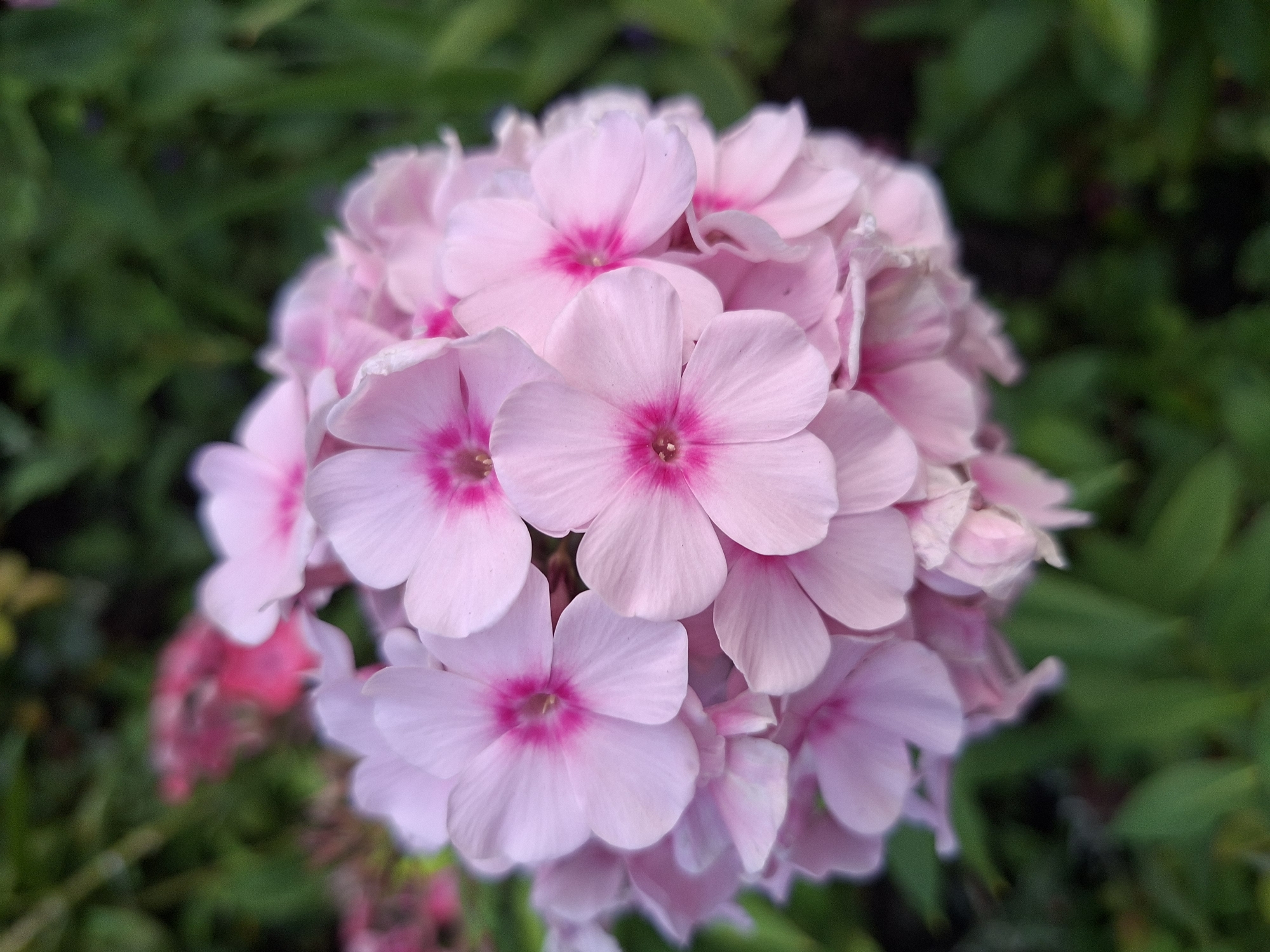A close-up, eye-level, vertical shot captures a cluster of pale pink phlox flowers with vibrant pink centers. The flowers are in bloom and densely packed, forming a rounded inflorescence. The background consists of out-of-focus green foliage, suggesting a garden or natural setting. No people, actions, or specific locations within Kaliningrad, Russia are discernible from the image.