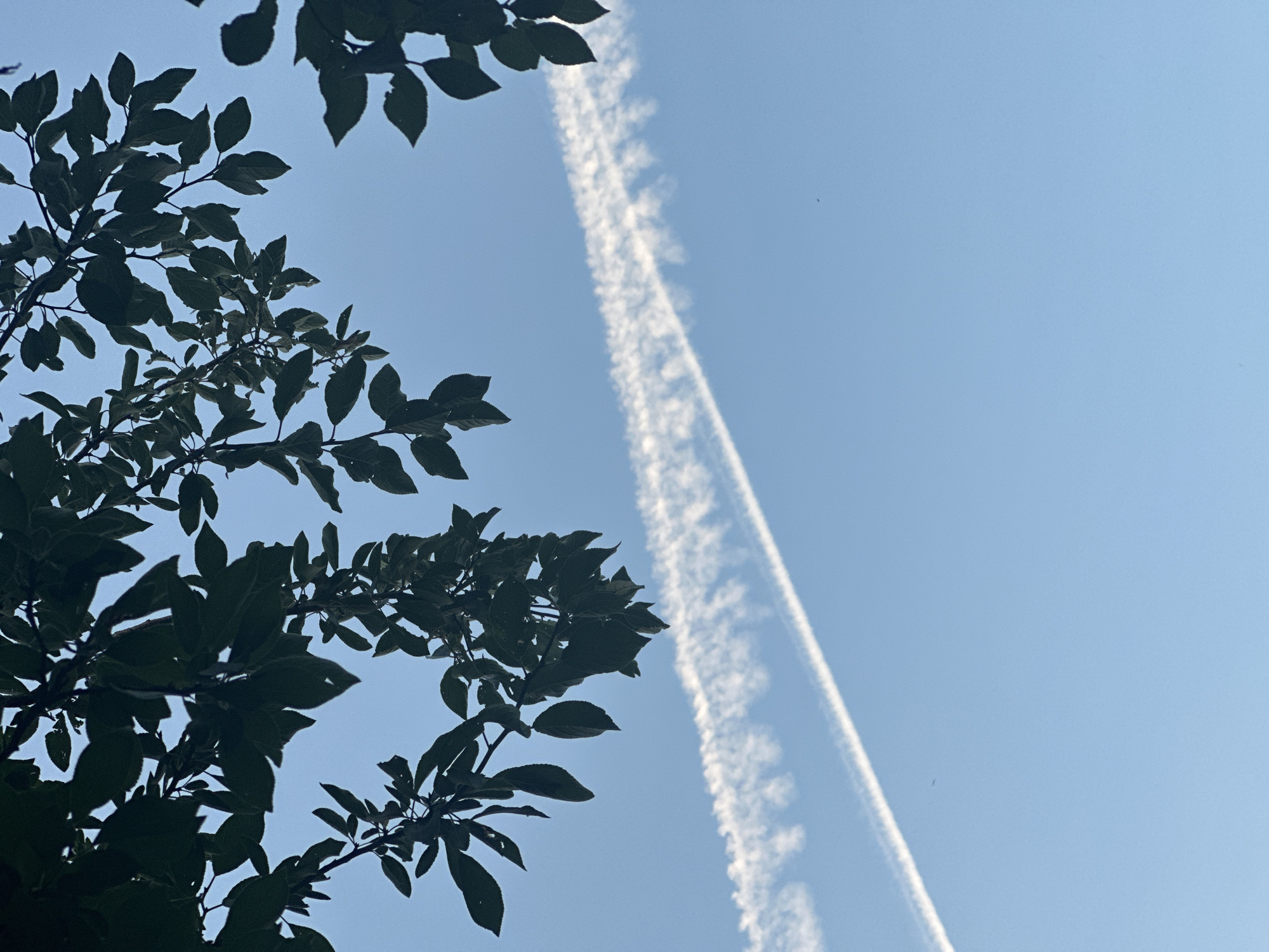 The image shows a clear blue sky with a contrail from an aircraft stretching diagonally across the frame. Dark green foliage from tree branches overhangs the top and left sides of the image. The photograph was taken in Rasskazovo, Russia. There are no people or animals visible in the image. The environment is natural, with trees and sky. The time of day appears to be daytime, given the brightness of the sky.